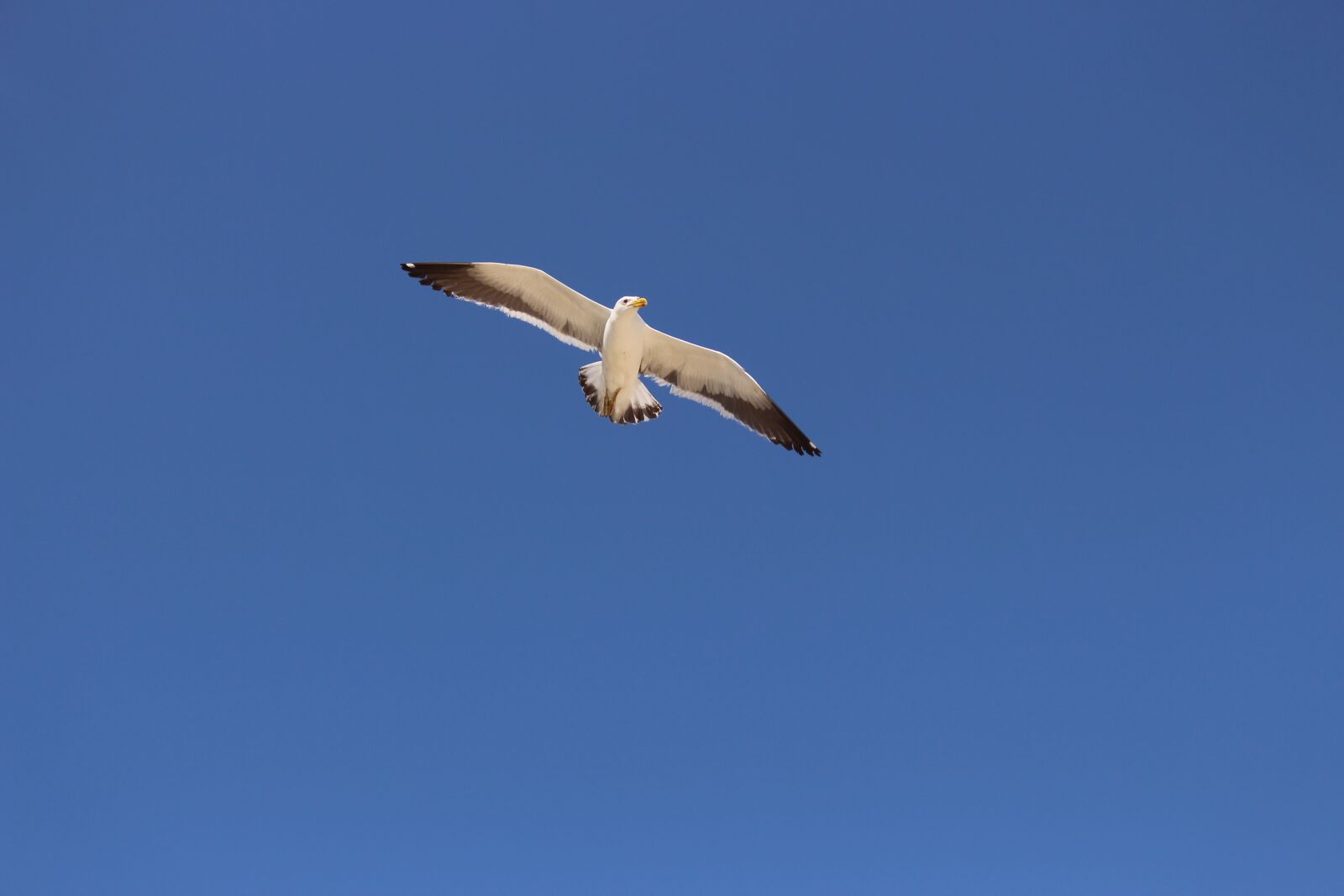 Canon EOS 700D (EOS Rebel T5i / EOS Kiss X7i) sample photo. Sky, seagull, blue photography