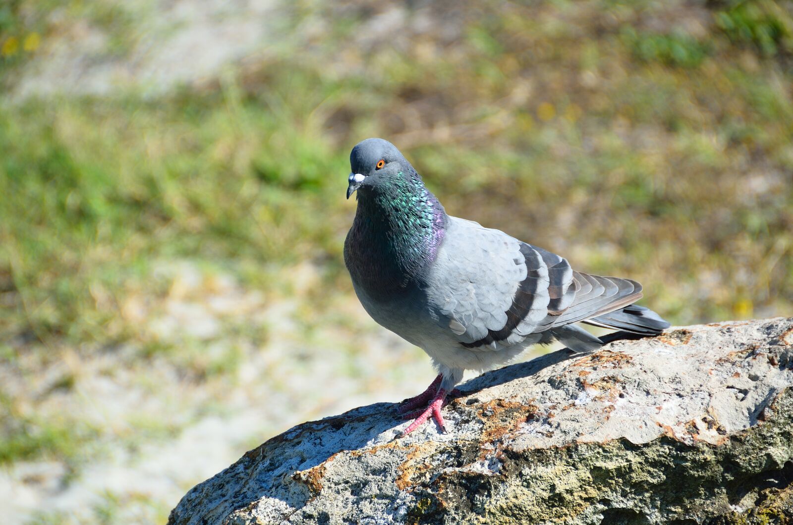 Nikon D7000 sample photo. Pigeon, bird, avian photography