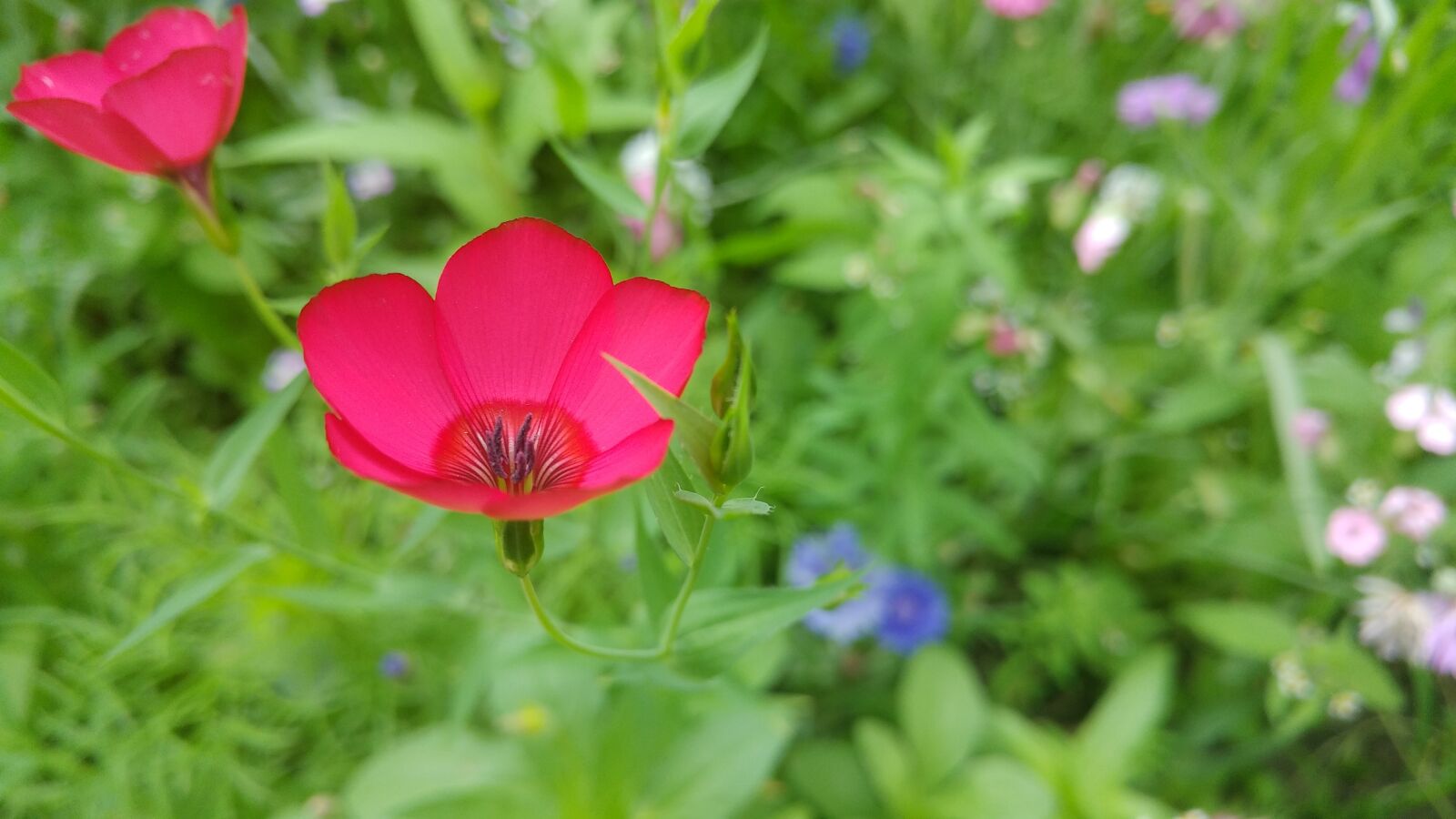 LG G5 SE sample photo. Flower, red flower, ruhpolding photography