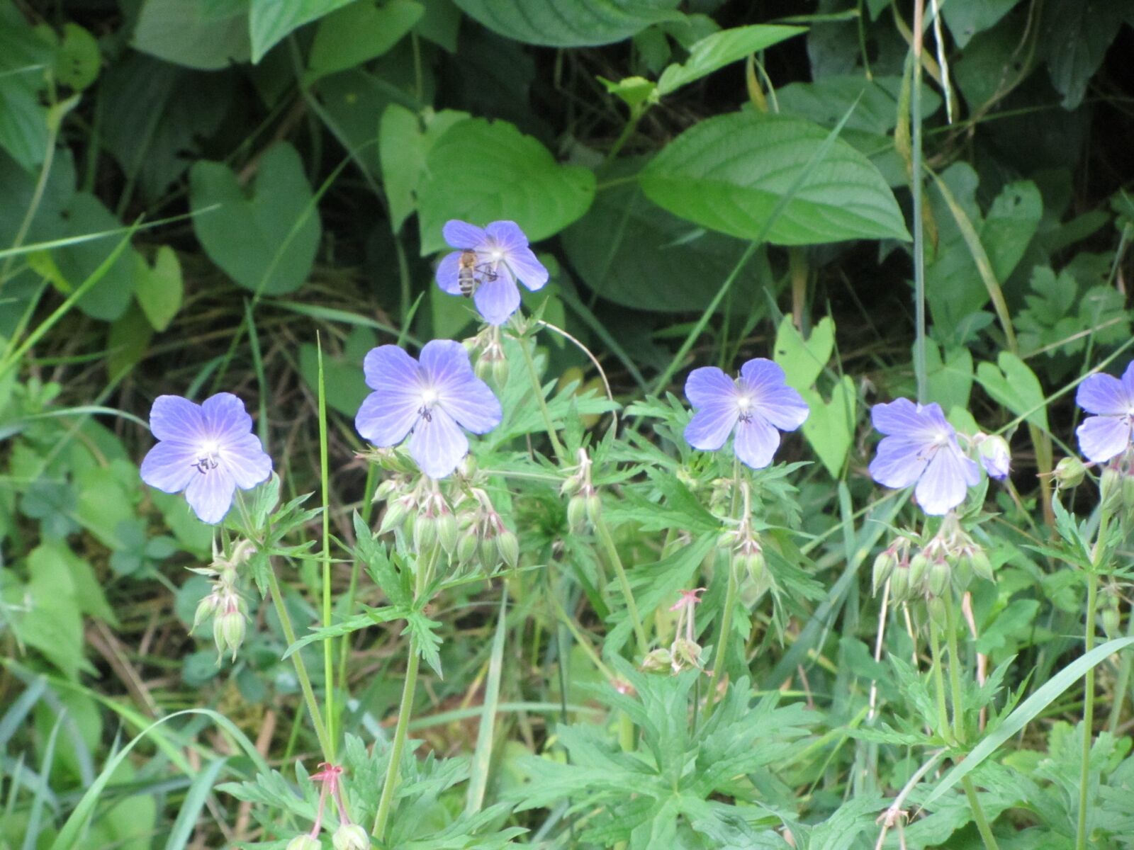 Canon PowerShot SX220 HS sample photo. Flower, spring, nature photography