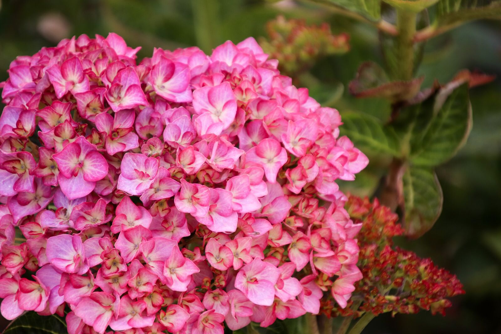 Canon EOS 800D (EOS Rebel T7i / EOS Kiss X9i) sample photo. Hydrangea, flowers, bloom photography