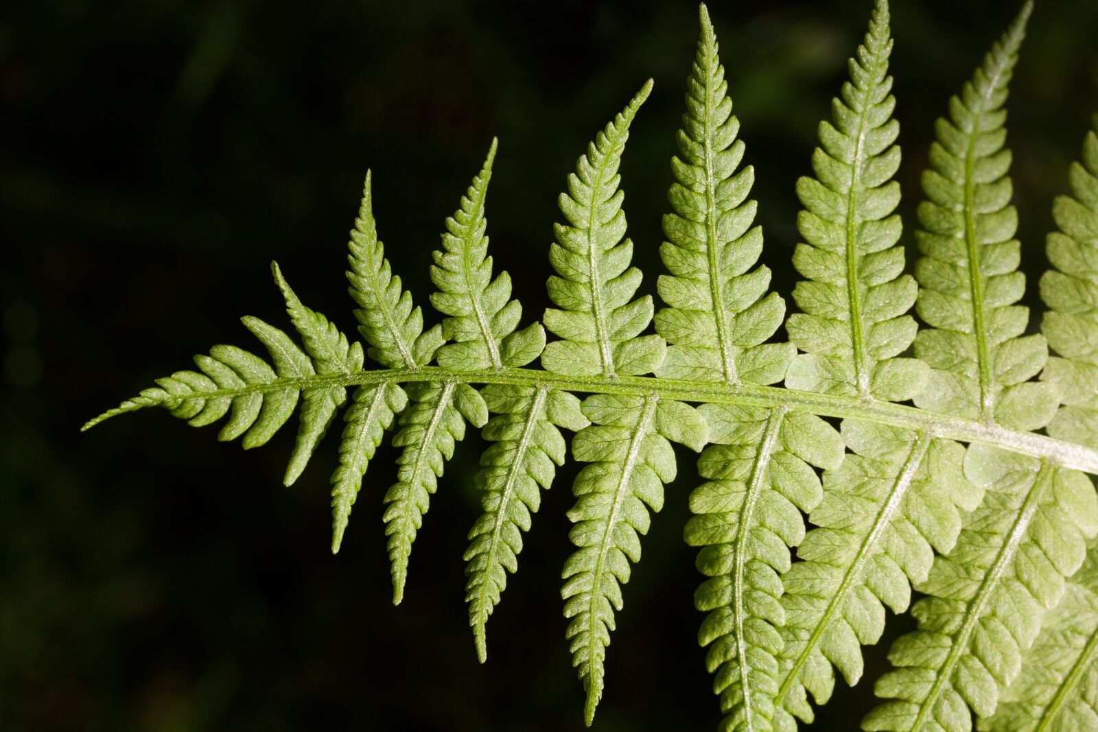 Canon EOS 50D sample photo. Fern, fiddlehead, green photography