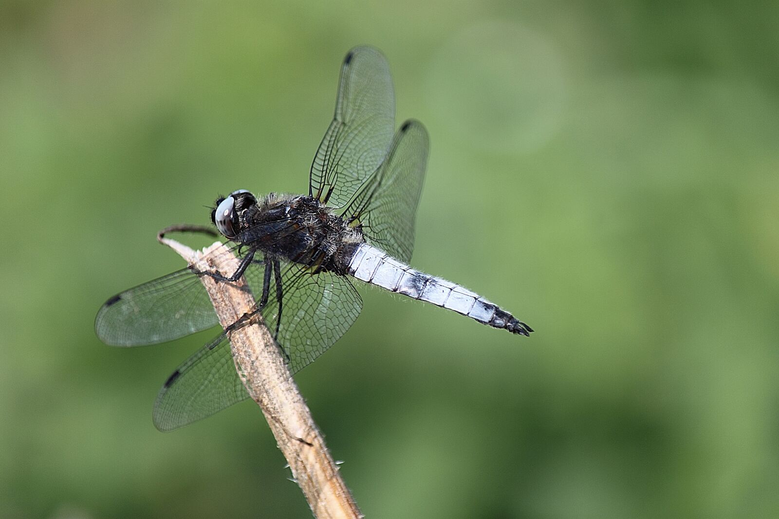 Canon EOS 500D (EOS Rebel T1i / EOS Kiss X3) sample photo. Dragonfly, insect, macro photography