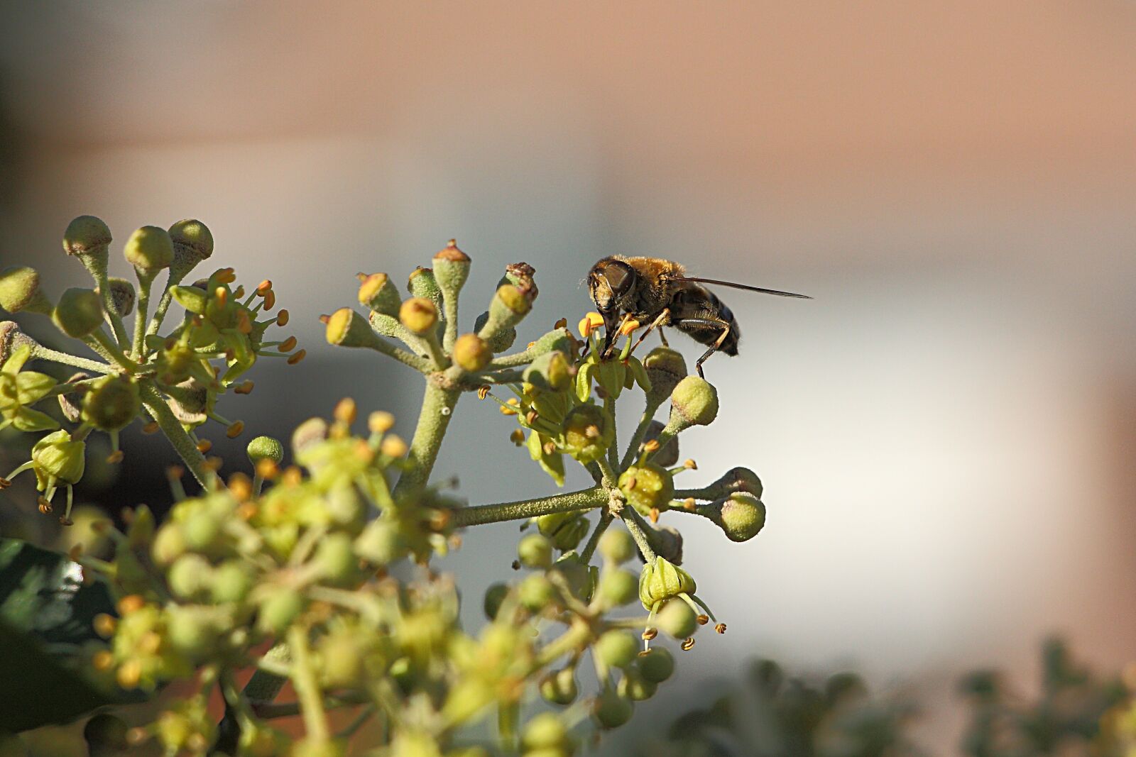 Canon EOS 450D (EOS Rebel XSi / EOS Kiss X2) sample photo. Wasp, insect, close up photography