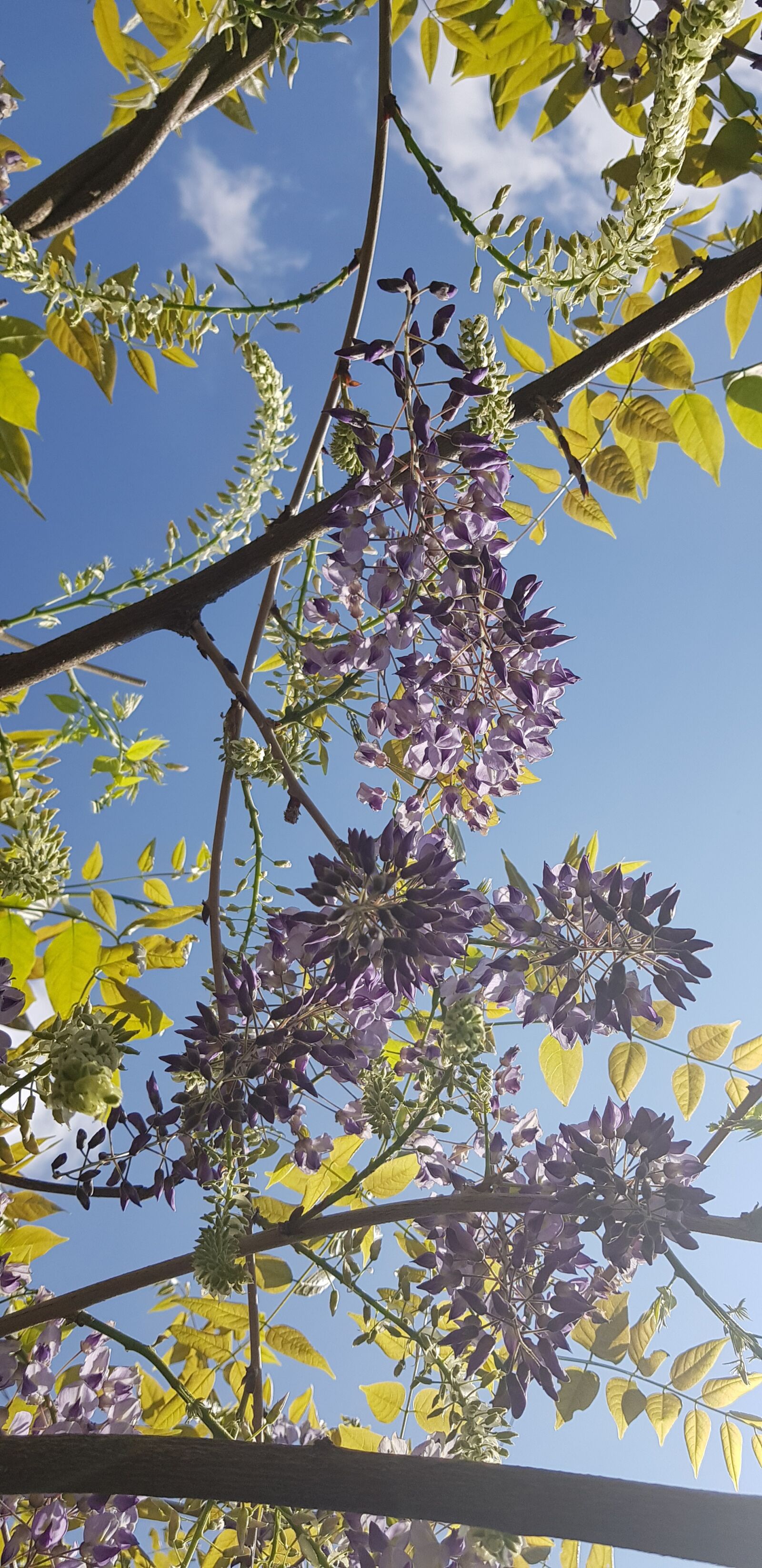 Samsung Galaxy S8 sample photo. Glycine, flowers, spring photography