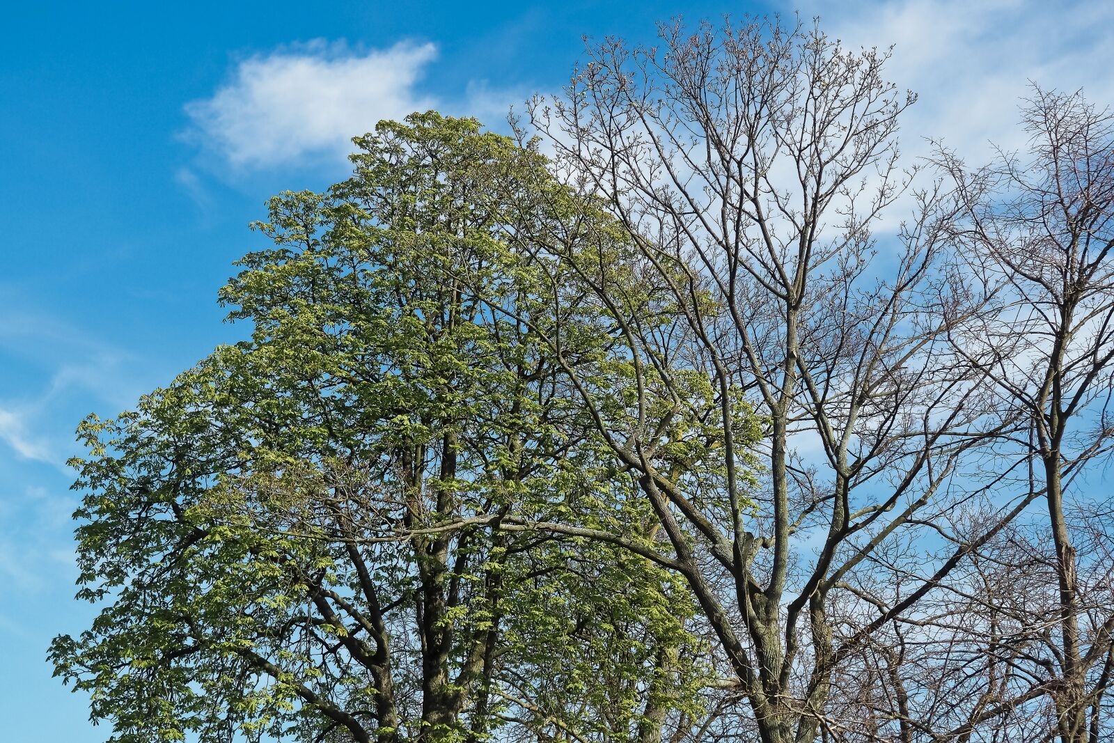 Olympus OM-D E-M10 sample photo. Trees, forest, nature photography