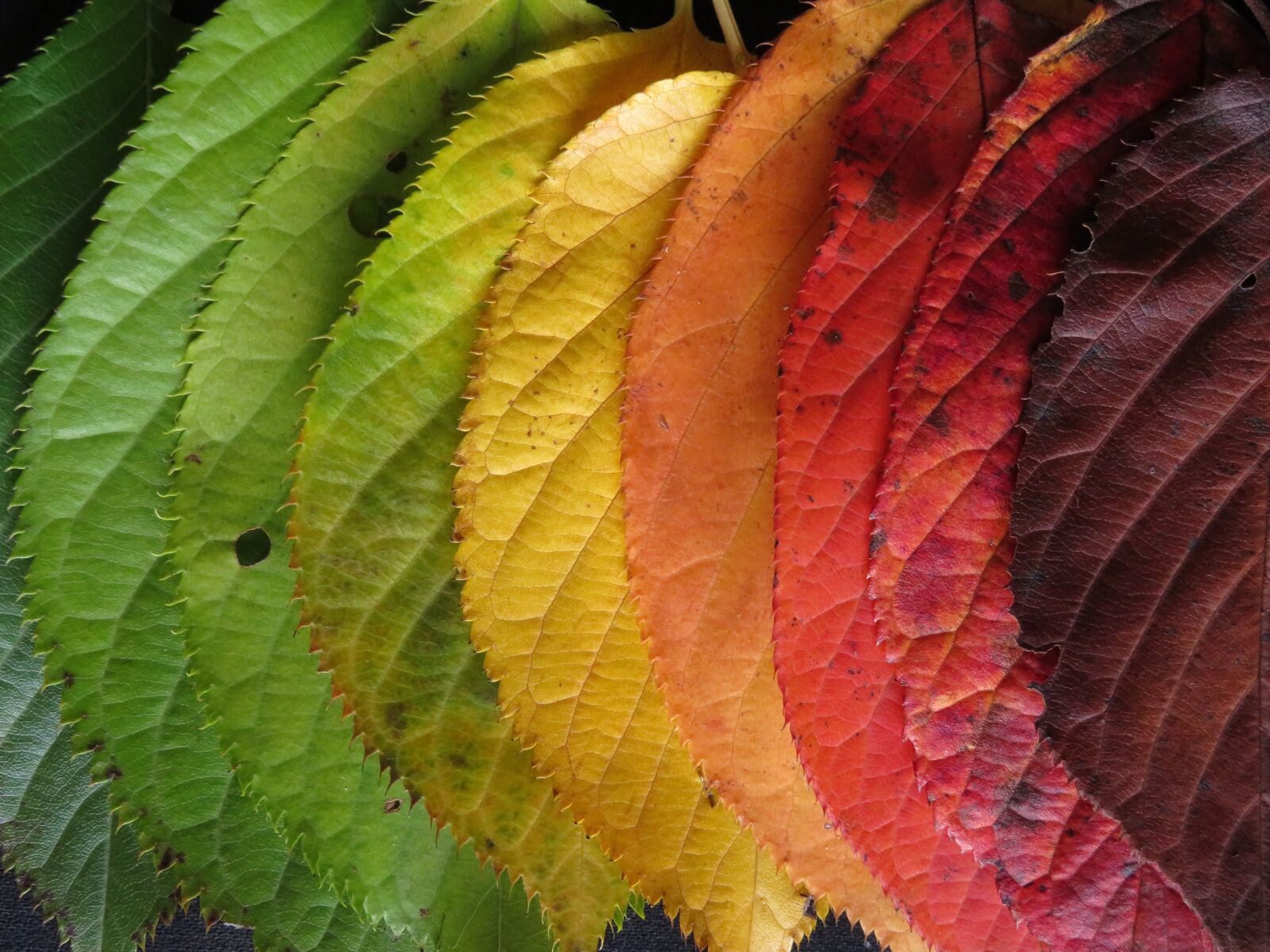 Canon PowerShot SX710 HS sample photo. Autumn leaves, colourful, autumn photography