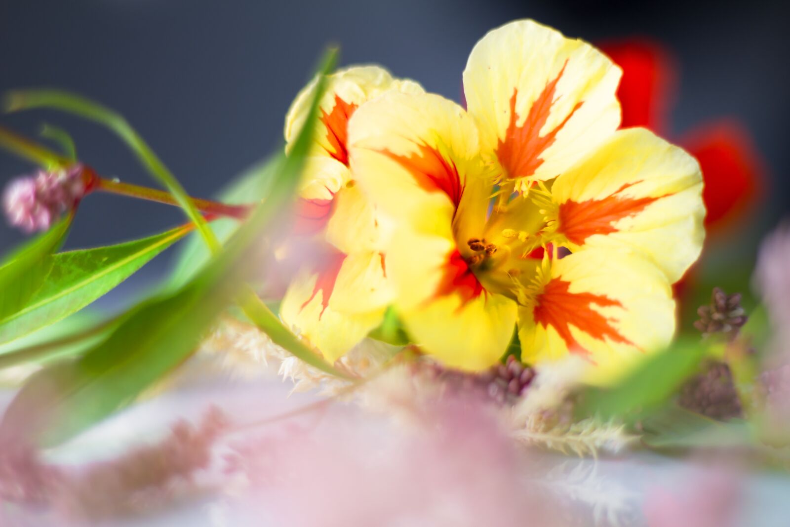 Canon EOS 7D sample photo. Wild flower meadow, flower photography