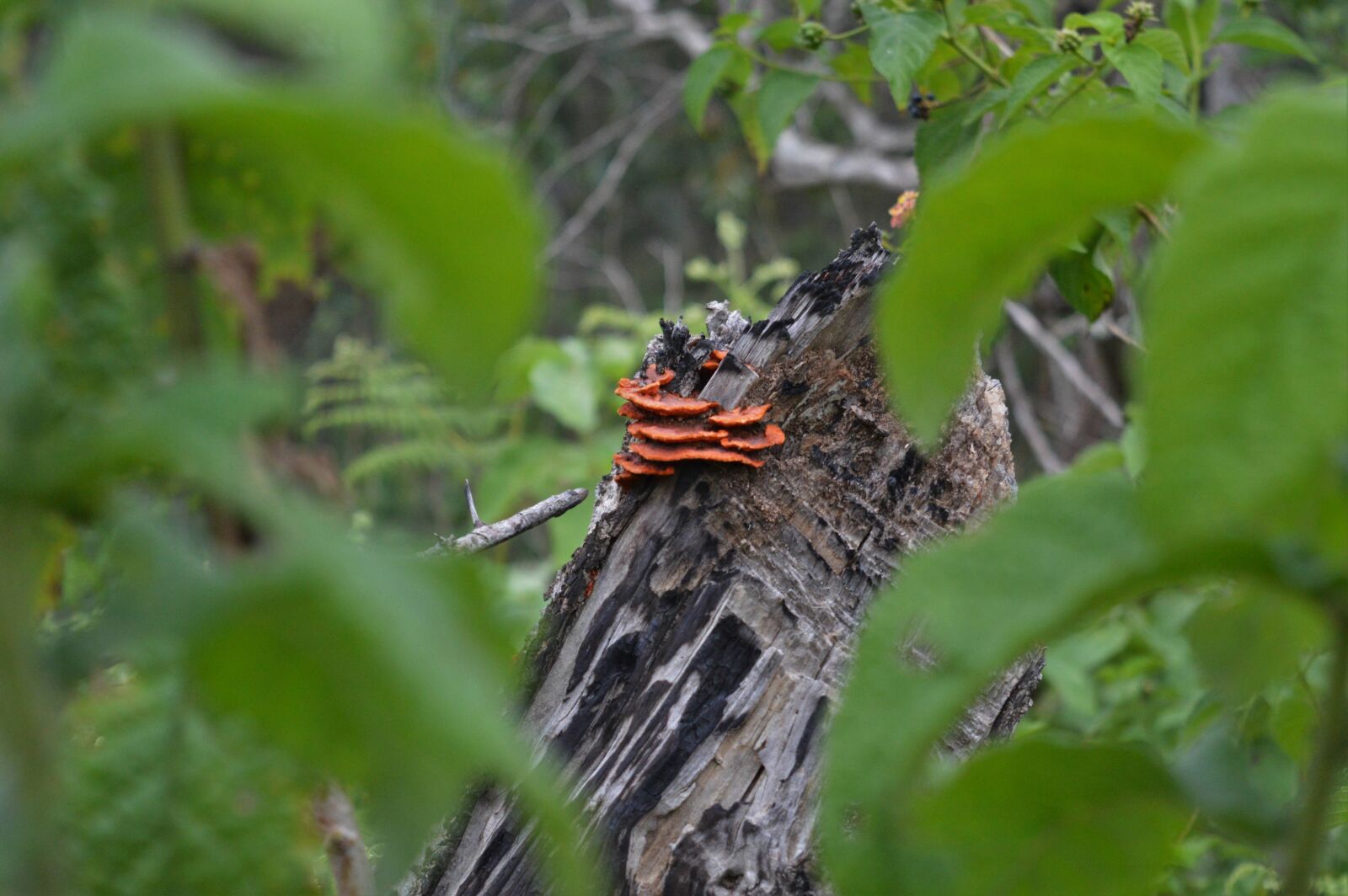 Nikon D3200 sample photo. Tree trunk, dead, trunk photography