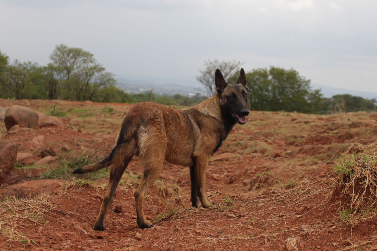 Canon EOS 700D (EOS Rebel T5i / EOS Kiss X7i) sample photo. Dog, canine, animal photography