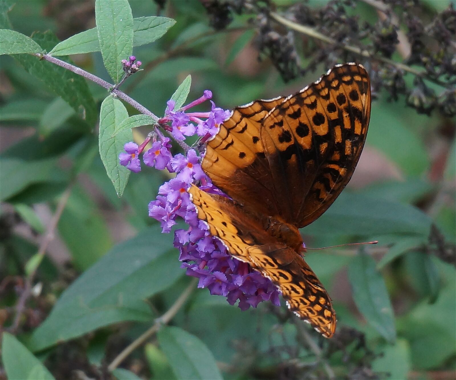 Sony Alpha NEX-5T sample photo. Great spangled fritillary, fritillary photography
