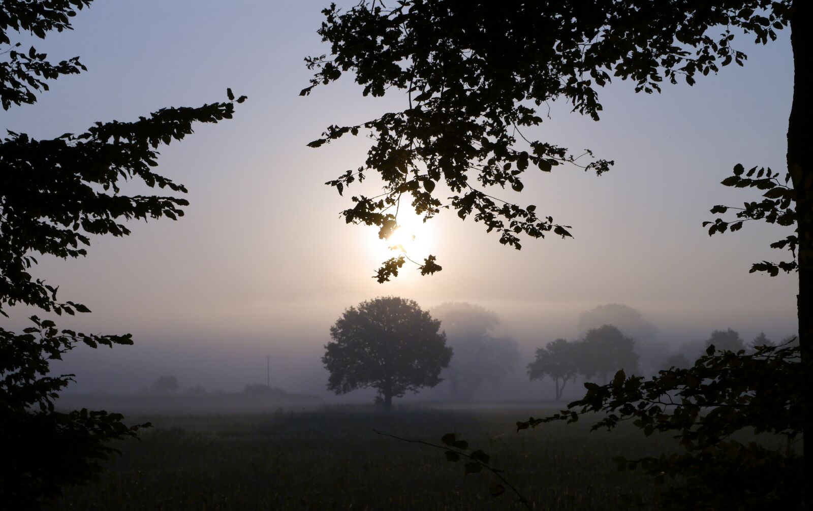 Panasonic Lumix DMC-GX1 sample photo. Fog, morning mist, ground photography