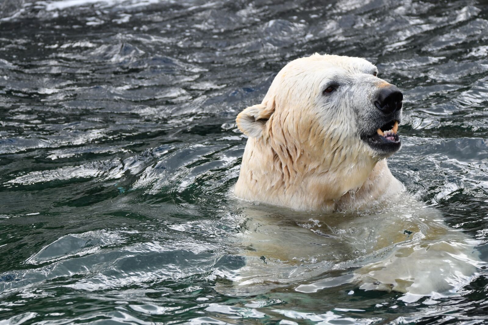 Nikon D500 sample photo. Polar bear, zoo, animal photography