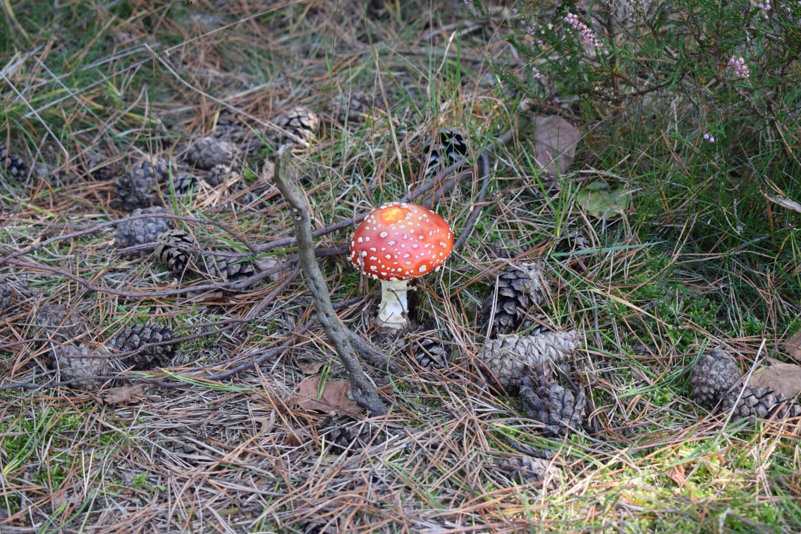 Nikon D3300 sample photo. Mushroom, nature, forest photography