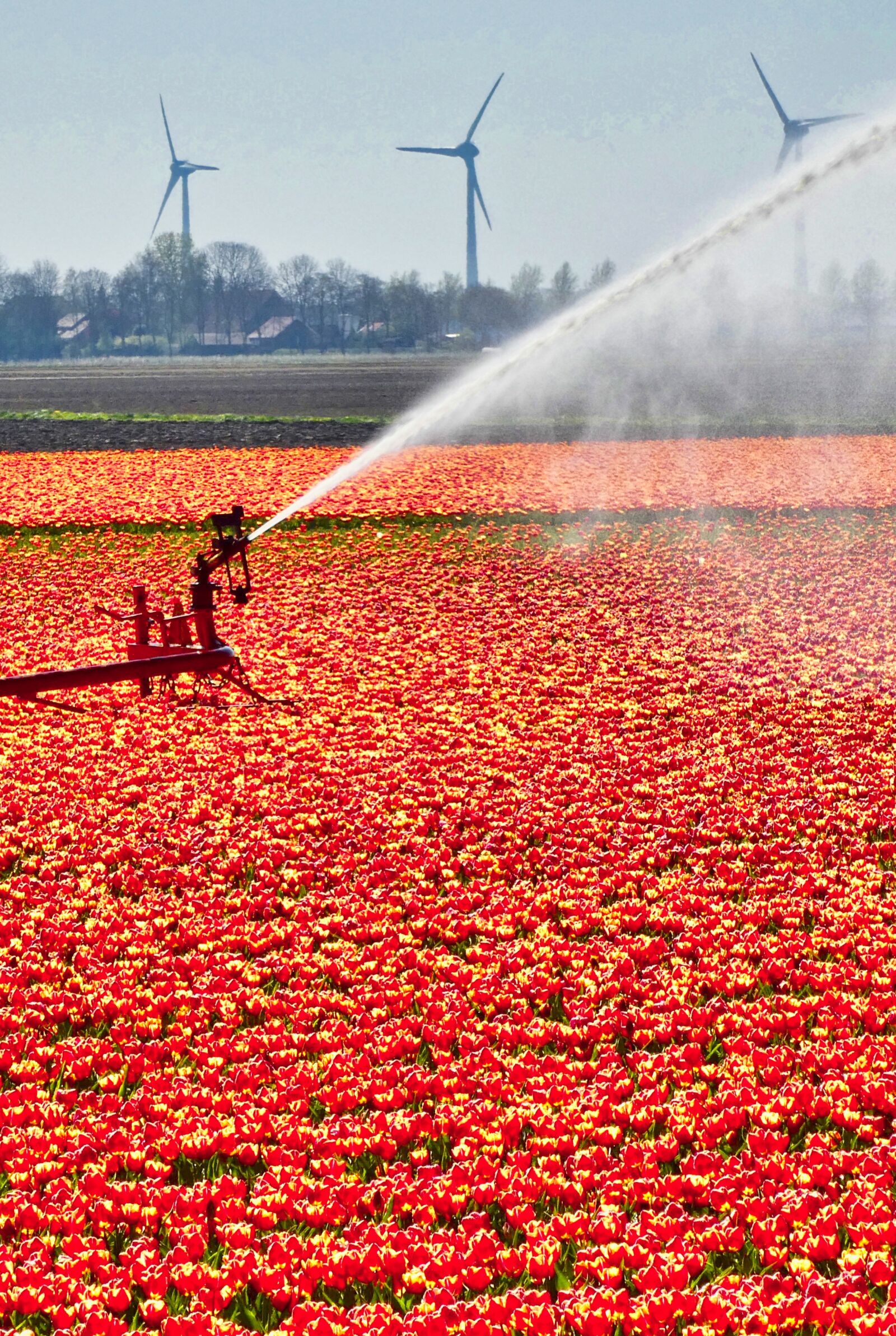 Panasonic Lumix DC-ZS70 (Lumix DC-TZ90) sample photo. Tulips, spray, red photography