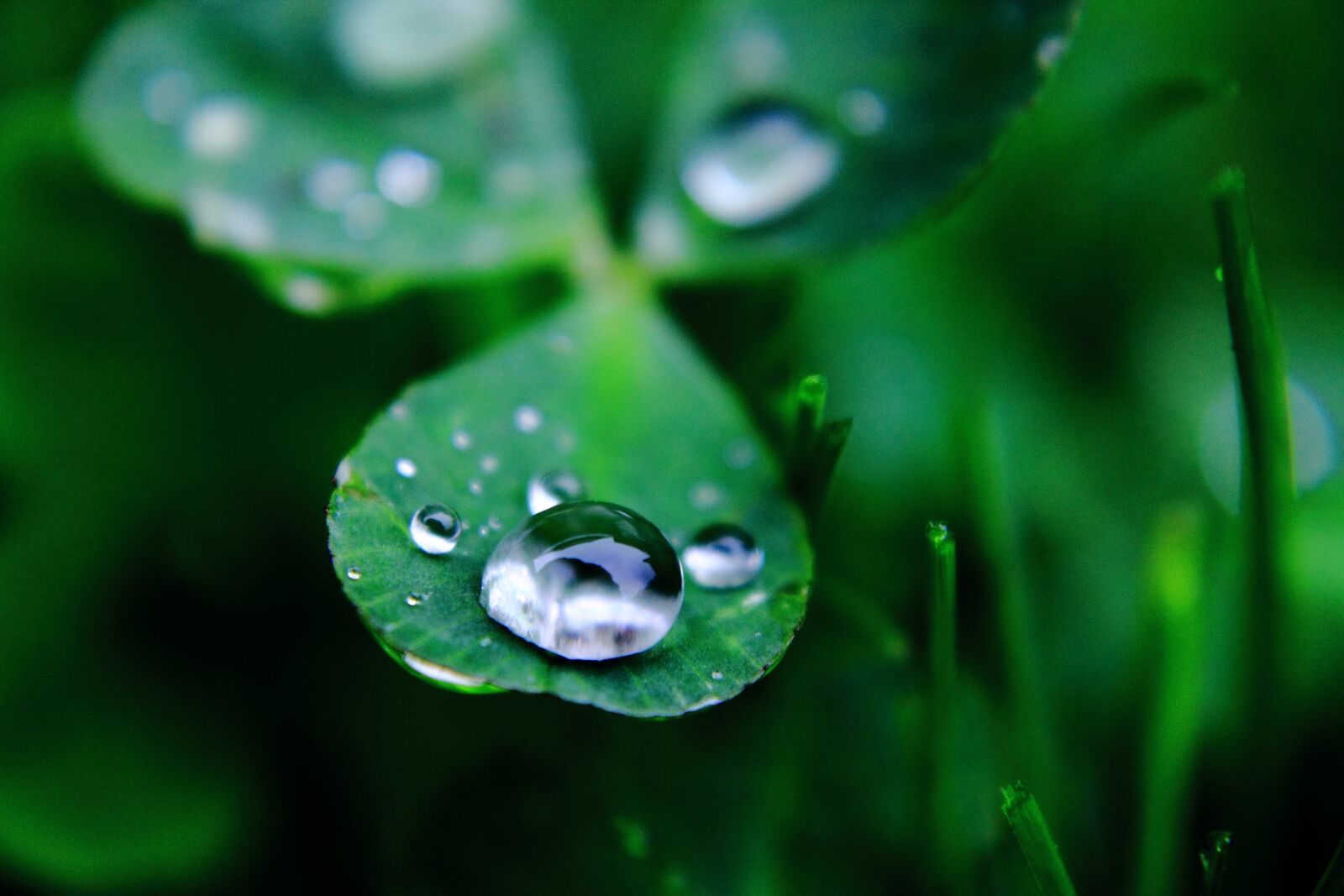 Canon EOS 1100D (EOS Rebel T3 / EOS Kiss X50) sample photo. Leaf, drop, flora photography