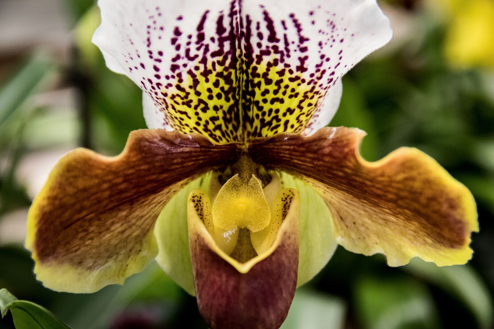 Canon EOS 80D sample photo. Orchid, blossom, bloom photography