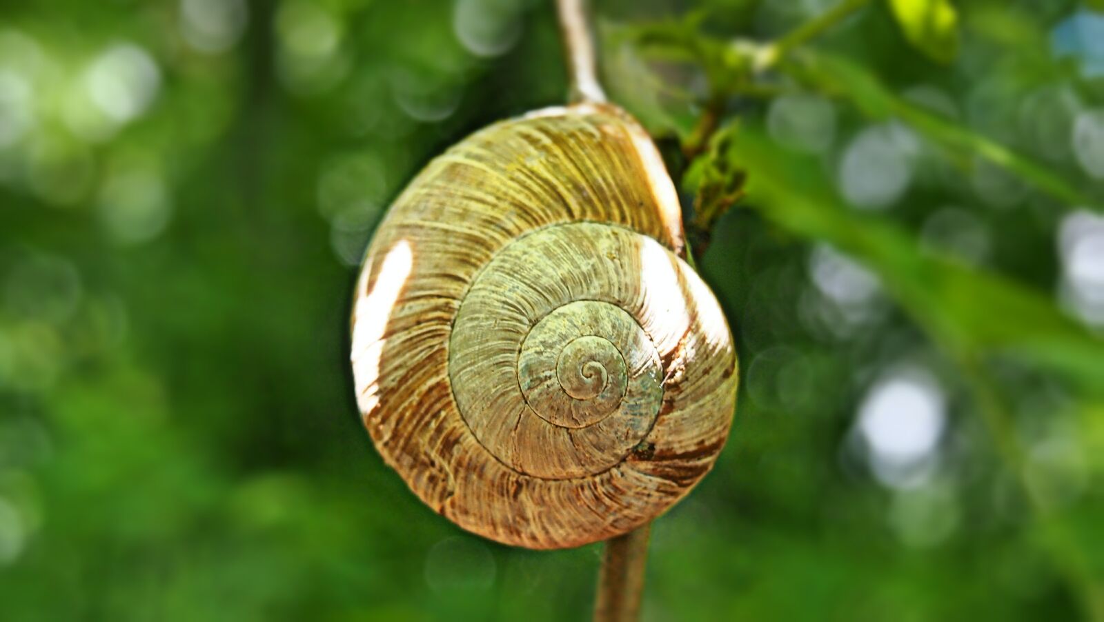 Olympus PEN E-PM1 sample photo. Green, conch, nature photography