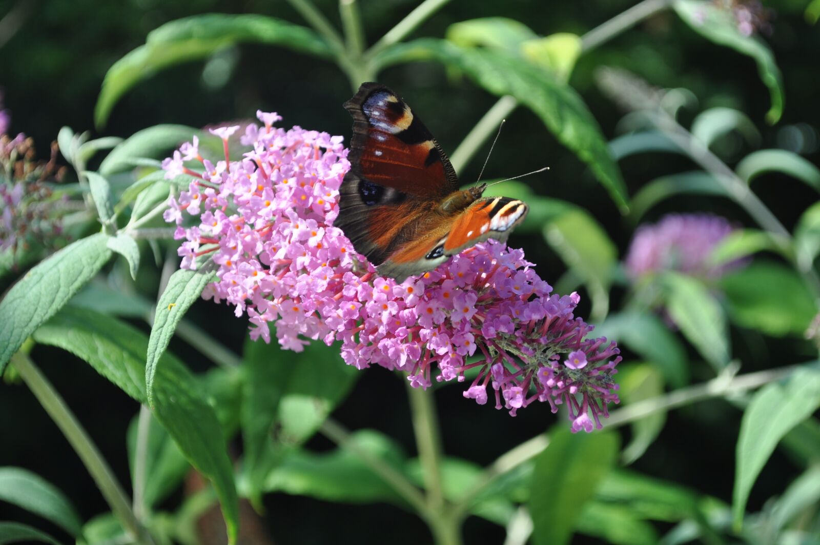 Nikon D5000 sample photo. Flower, butterfly, nature photography