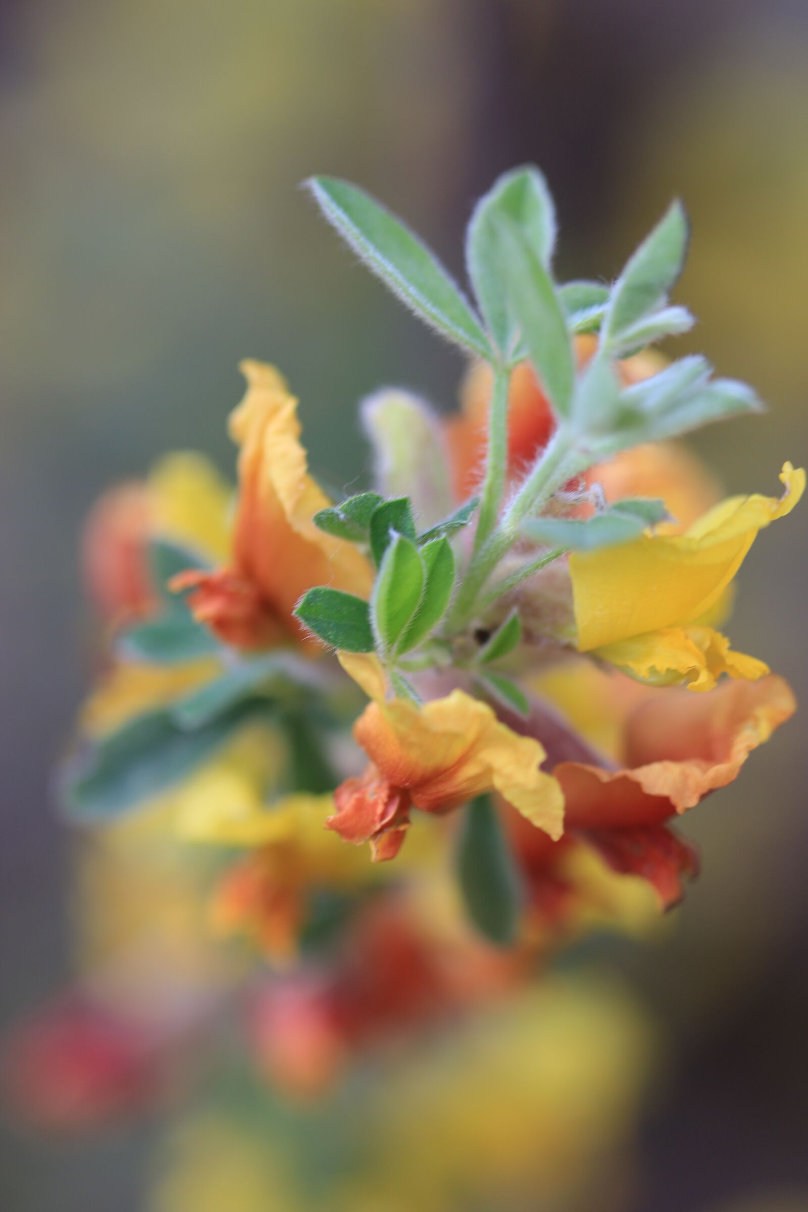 Canon EOS 70D + Canon EF 100mm F2.8 Macro USM sample photo. Green, yellow, flower photography