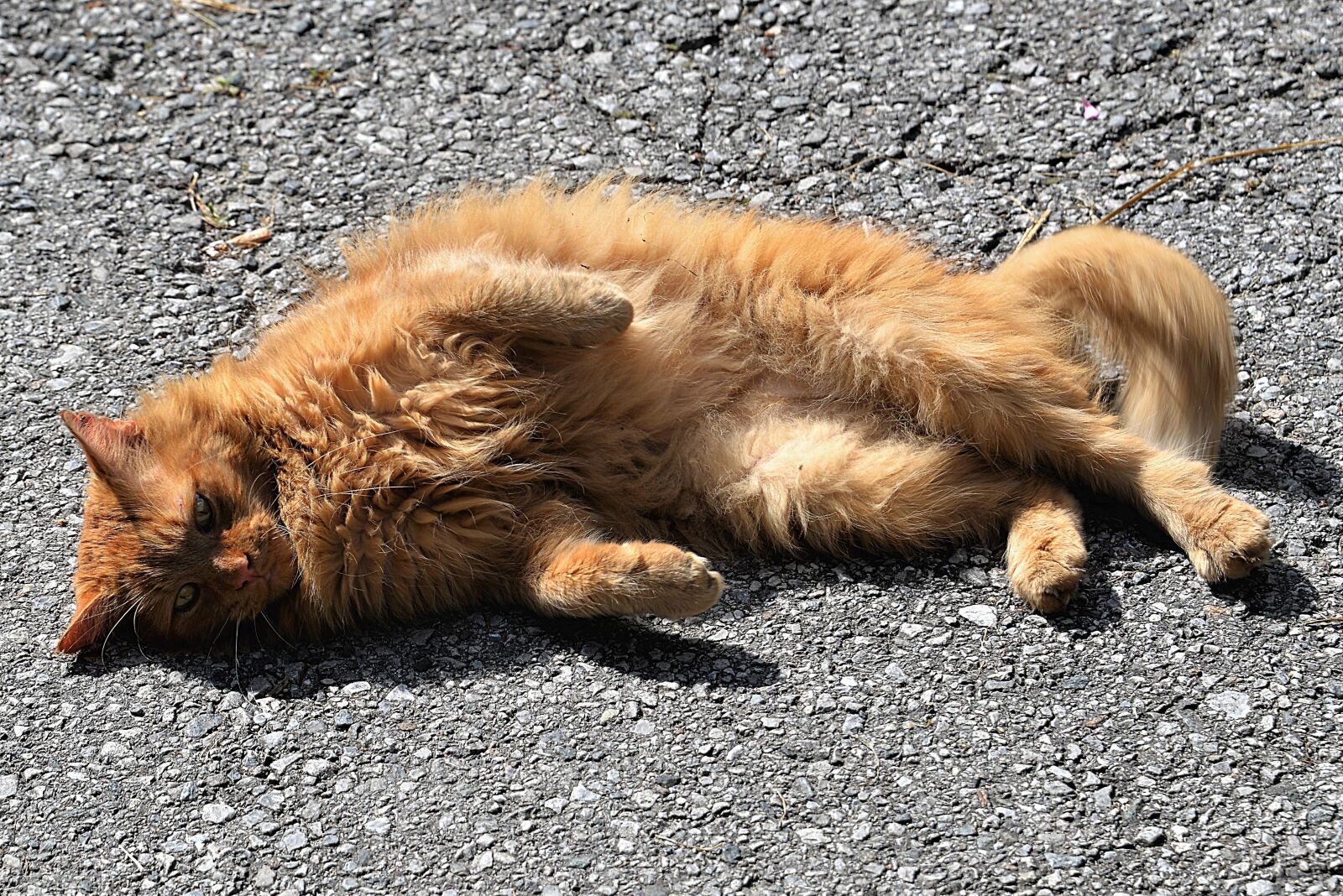 Nikon D610 sample photo. Cat, sun, concerns photography