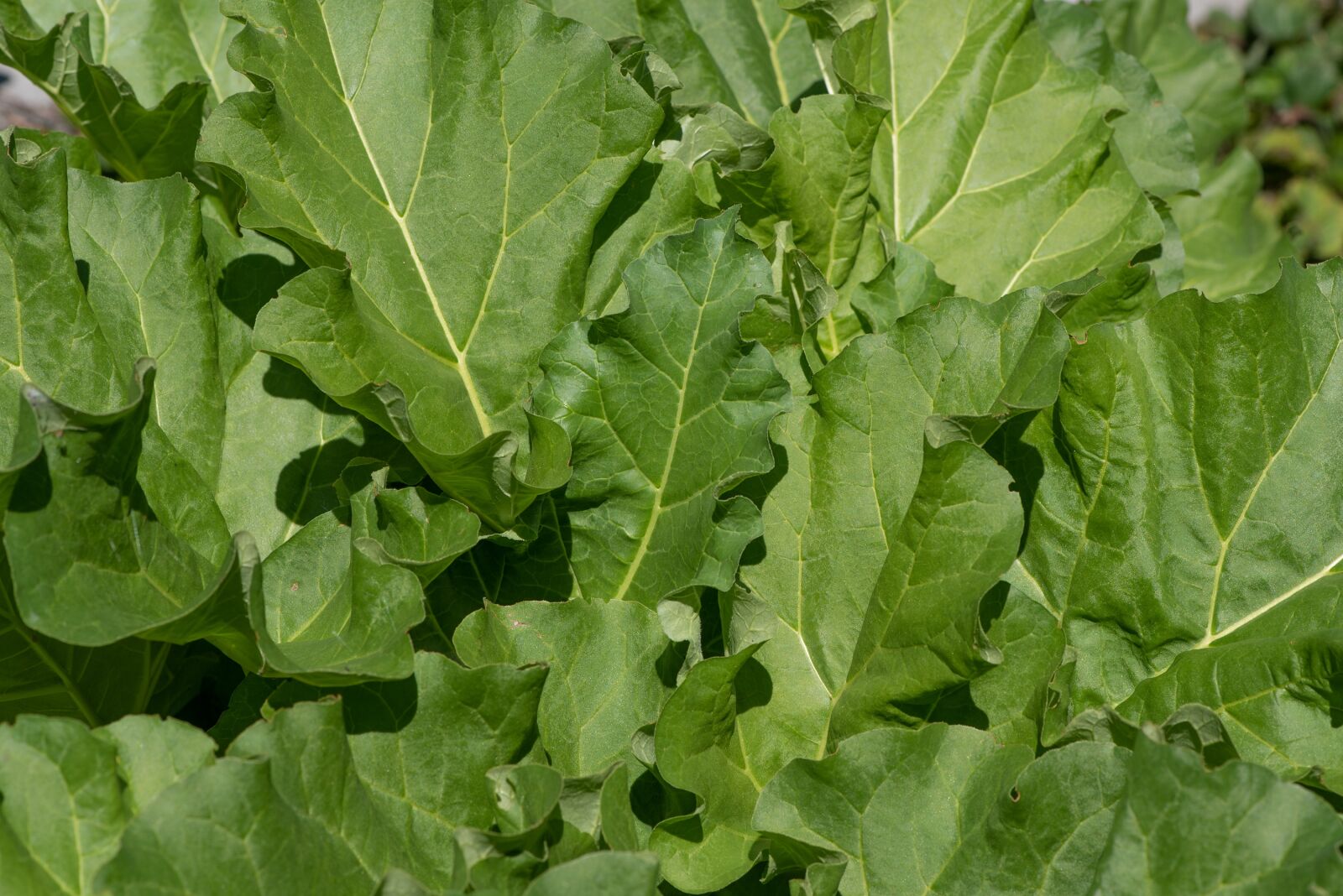 Nikon D750 sample photo. Salad, green, lettuce leaves photography