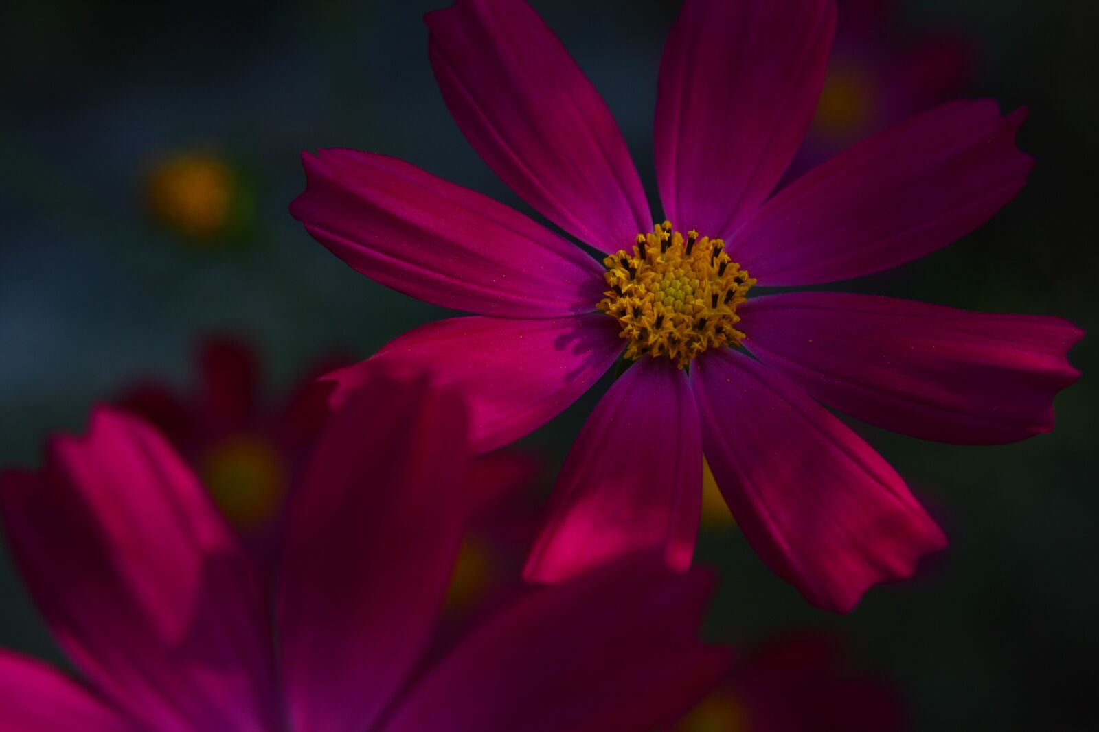 Canon EOS 40D sample photo. Purple, cosmos, flowers photography
