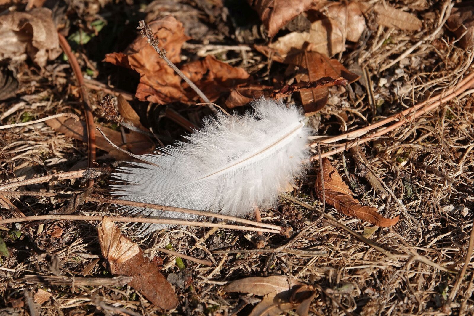 Sony Cyber-shot DSC-RX10 IV sample photo. Leaves, feather, nature photography