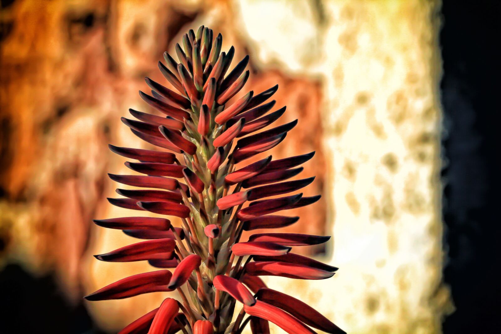 Canon EOS 5D Mark II sample photo. Flower, nature, blossom photography