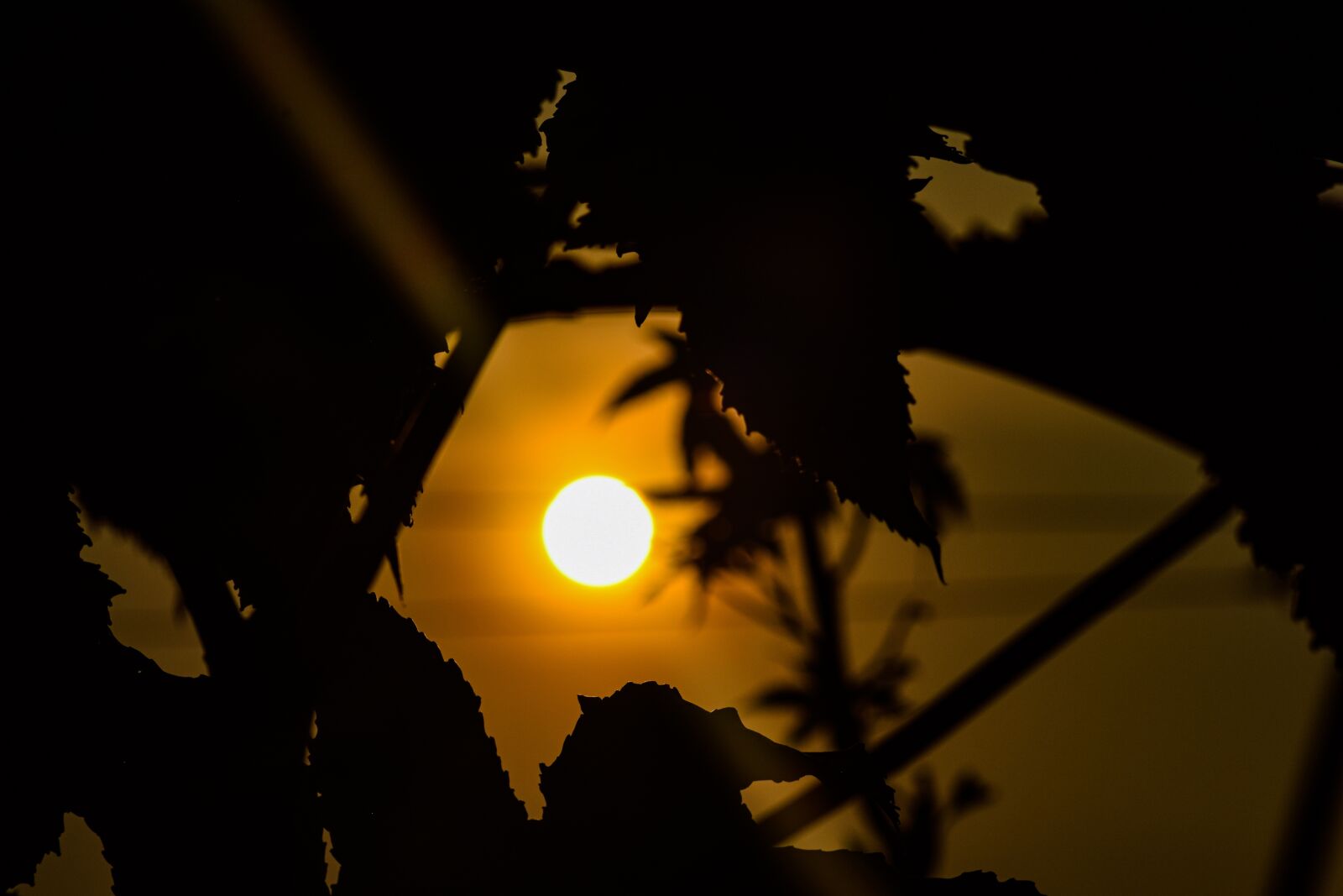 Nikon D5300 sample photo. Sunset, tree, earth photography