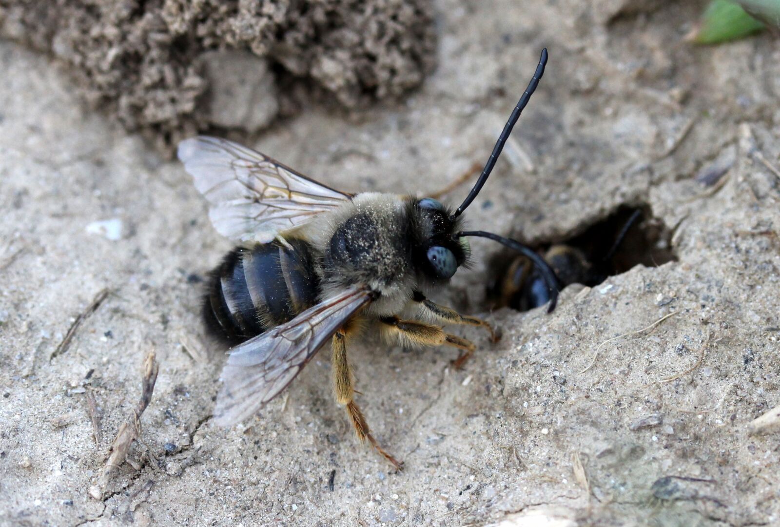 Canon EF-S 60mm F2.8 Macro USM sample photo. Bee, wild, anthill photography
