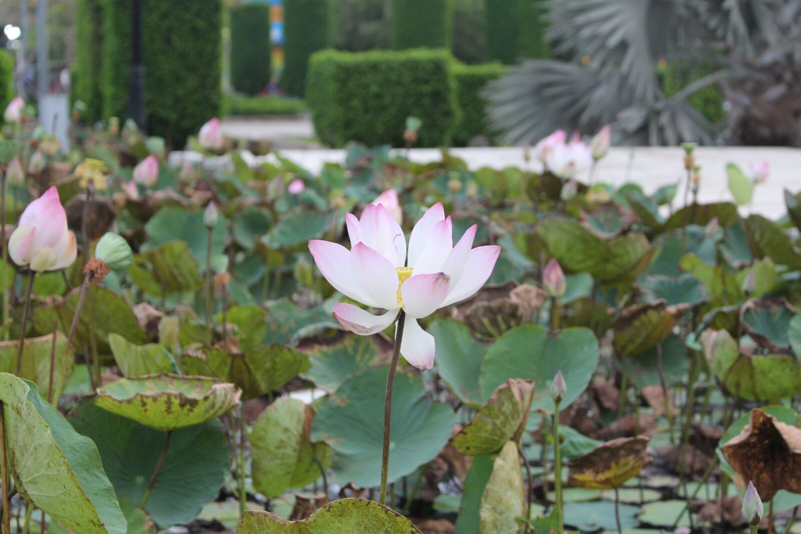 Canon EOS 700D (EOS Rebel T5i / EOS Kiss X7i) sample photo. Lotus, meditation, flowers photography