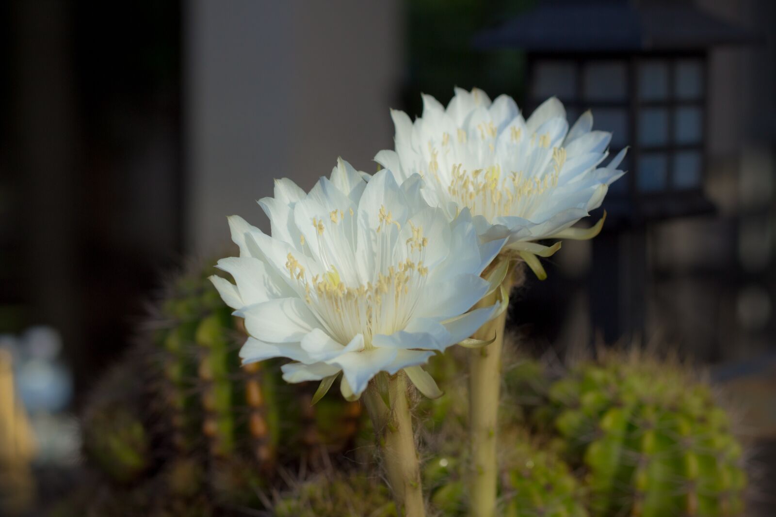 Canon EOS 700D (EOS Rebel T5i / EOS Kiss X7i) + Canon EF 50mm F1.8 STM sample photo. Flower, white, cantus photography