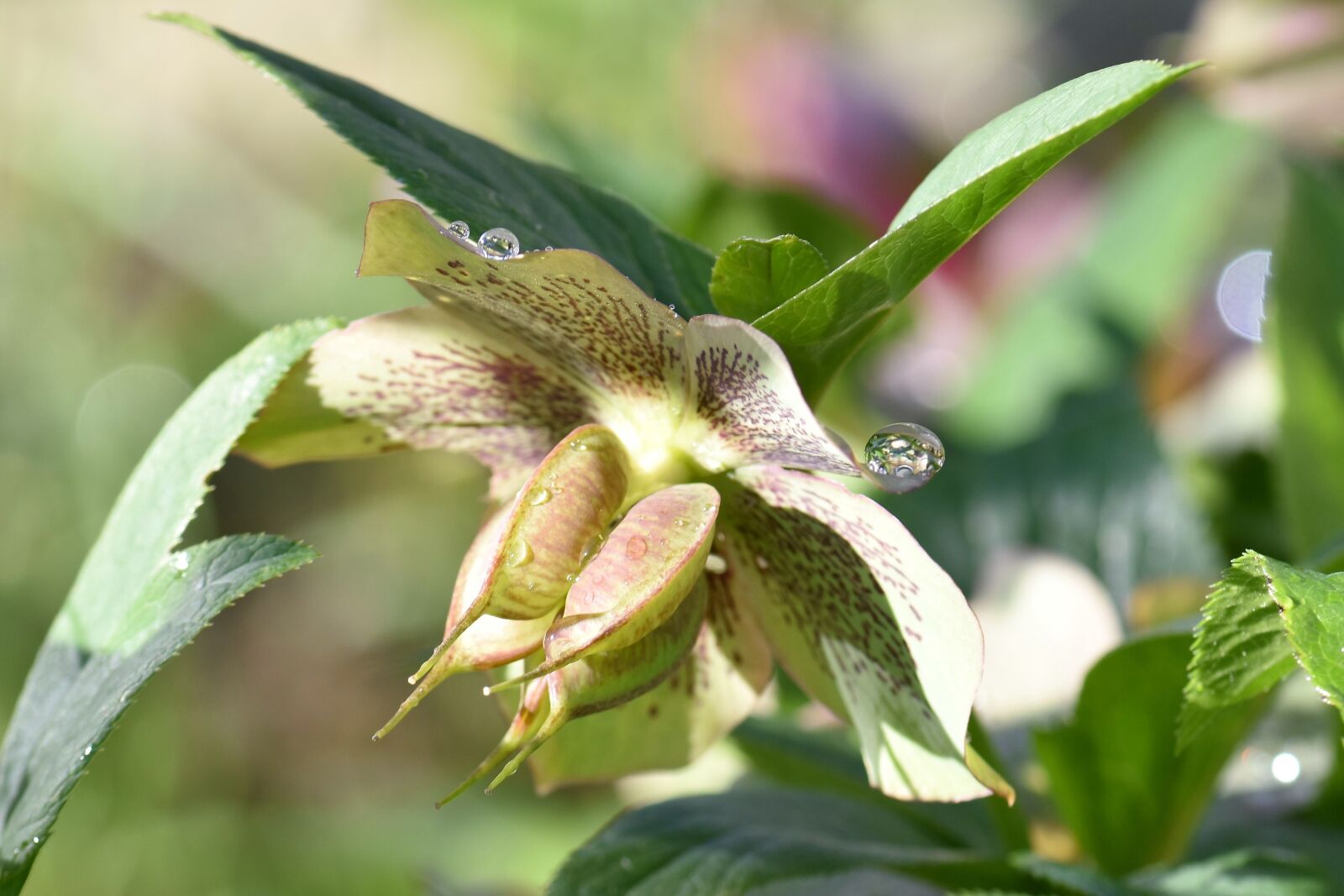 Nikon D5500 sample photo. Christmas rose, flower, bloom photography