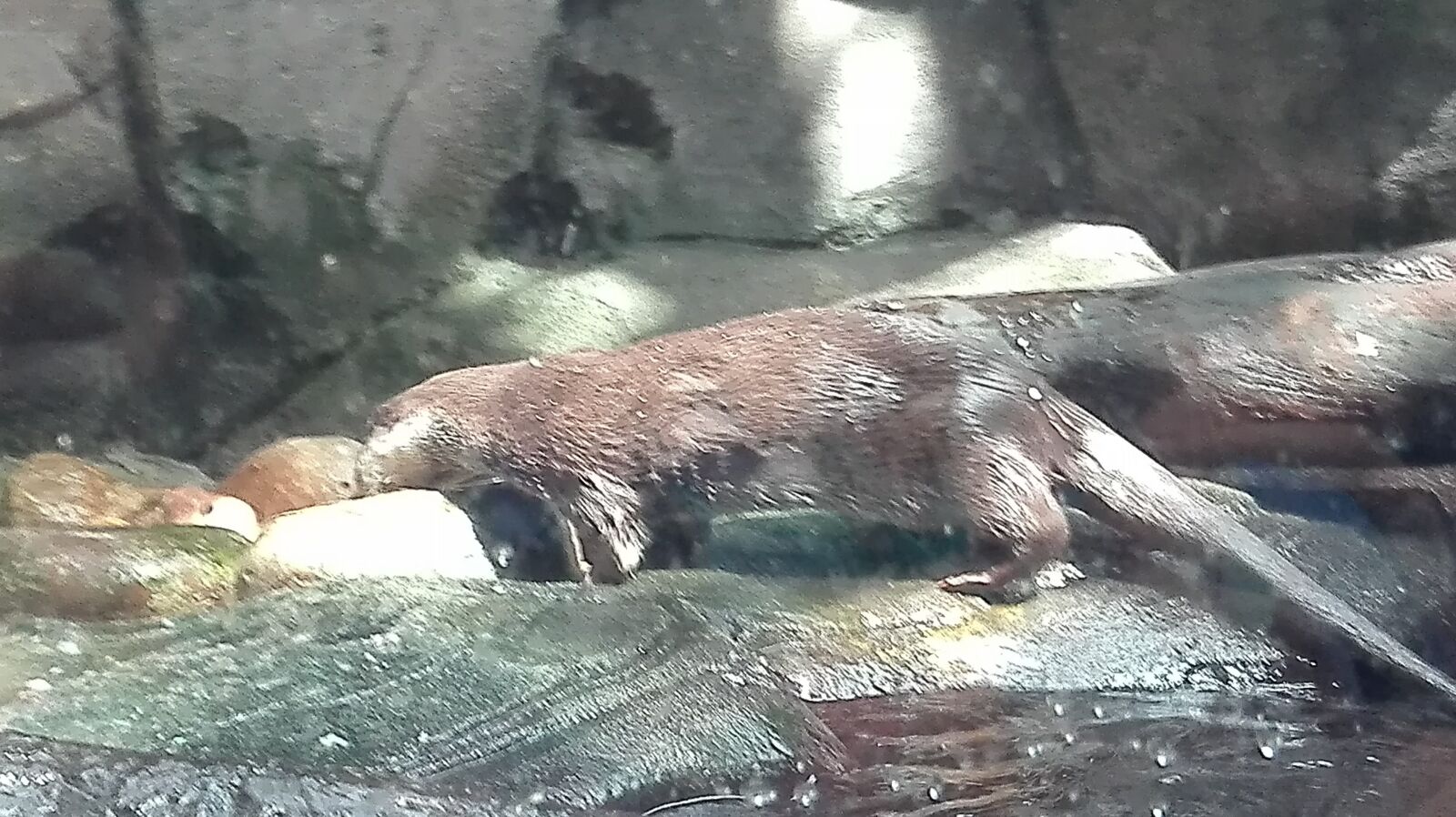 HUAWEI P8 Lite sample photo. La, nutria, coypu photography