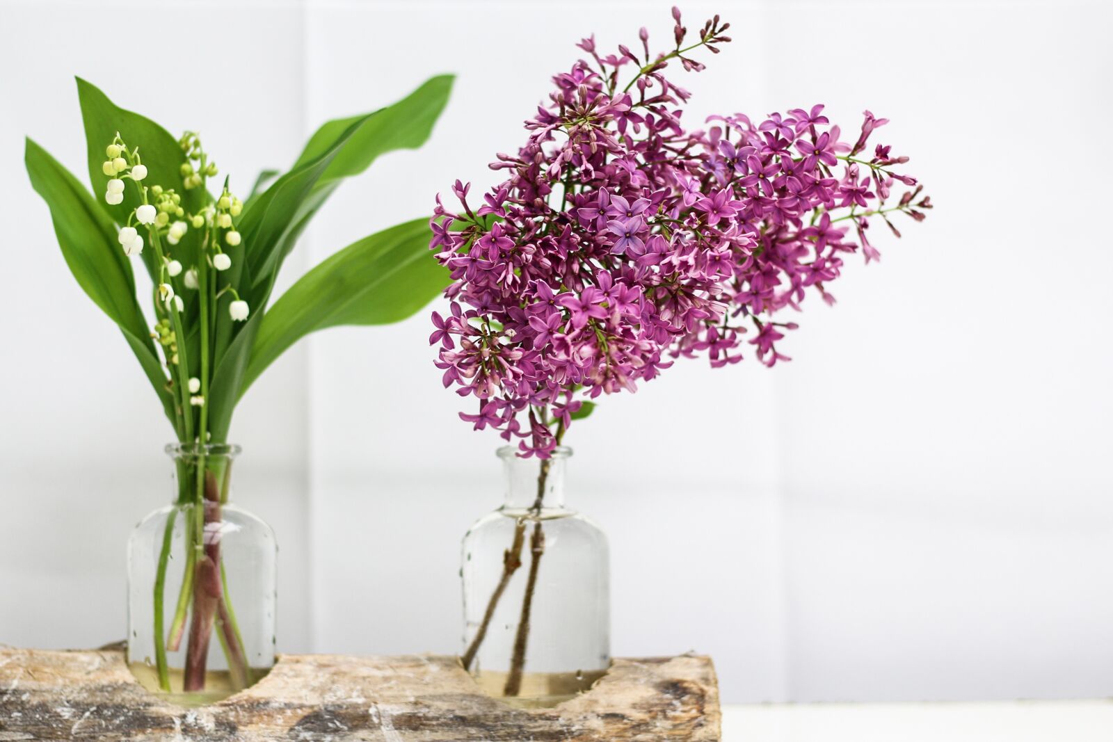 Canon EOS 70D + Canon EF 50mm F1.8 STM sample photo. Thrush, lilac, flower photography