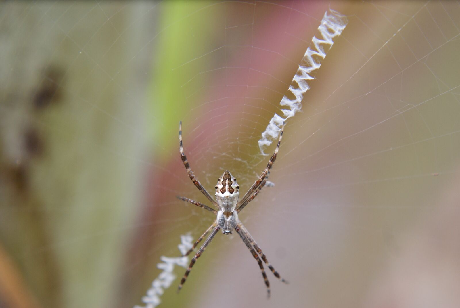Sony Alpha DSLR-A200 sample photo. Spider, insect, web photography