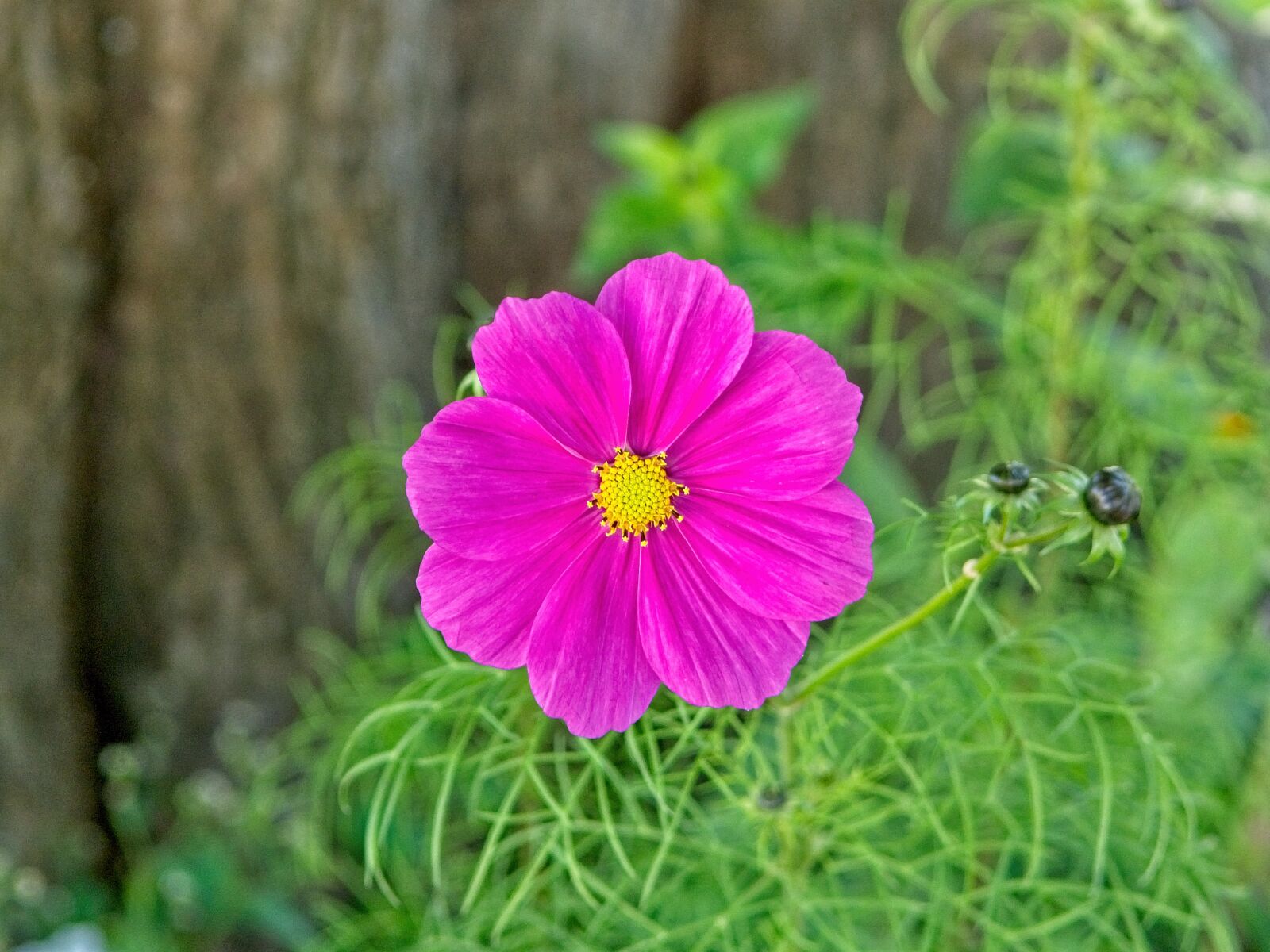 Nikon D7100 sample photo. Autumn flower, blossom, bloom photography