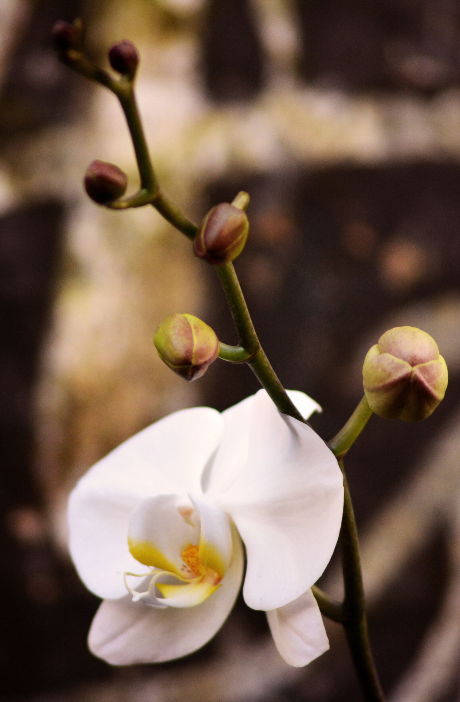 Nikon D5200 sample photo. Orchid, flower, bloom photography