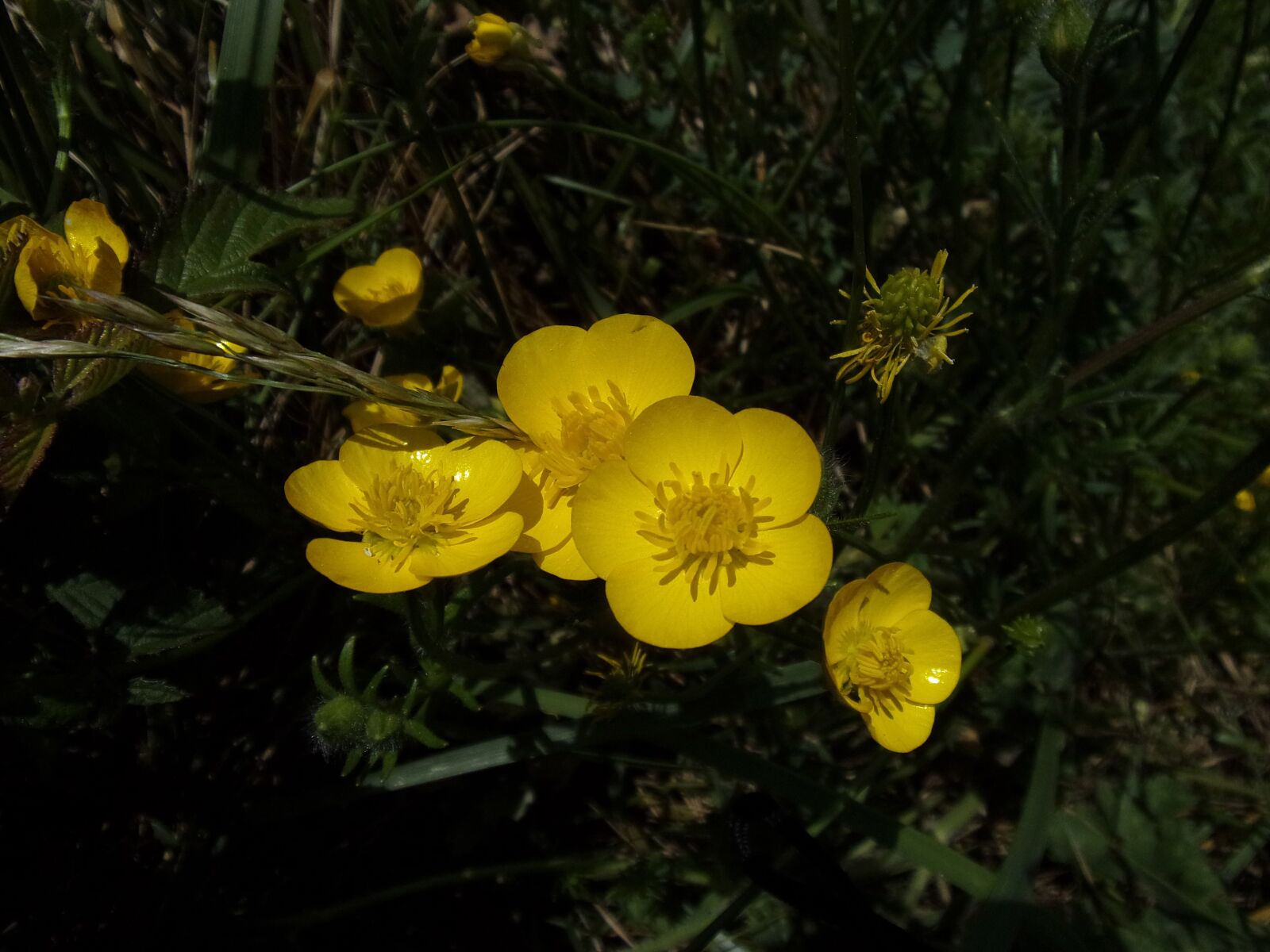 Kodak PIXPRO FZ151 sample photo. Flower, garden, spring photography