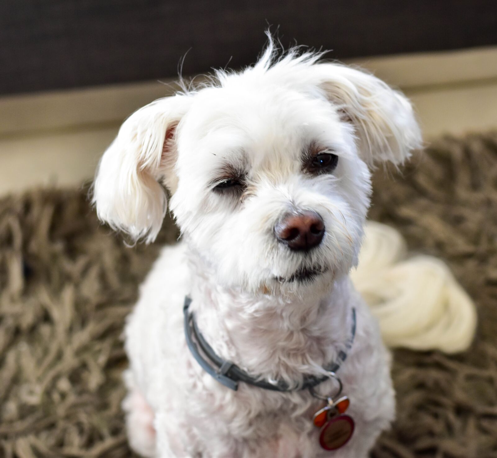 Nikon D5500 sample photo. Dog, maltese poodle, pet photography