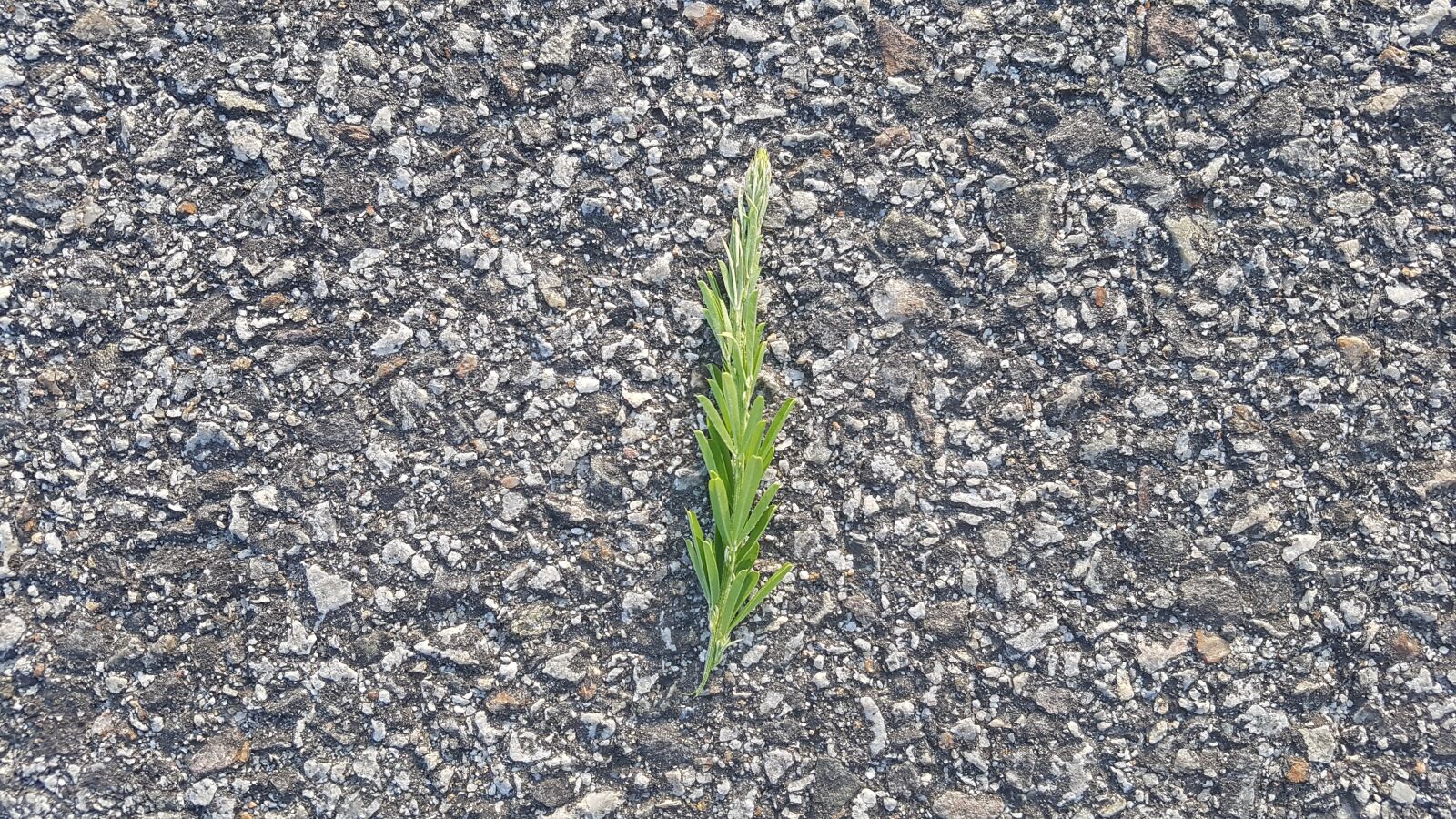 Samsung Galaxy S7 sample photo. Leaf, wild, nature photography