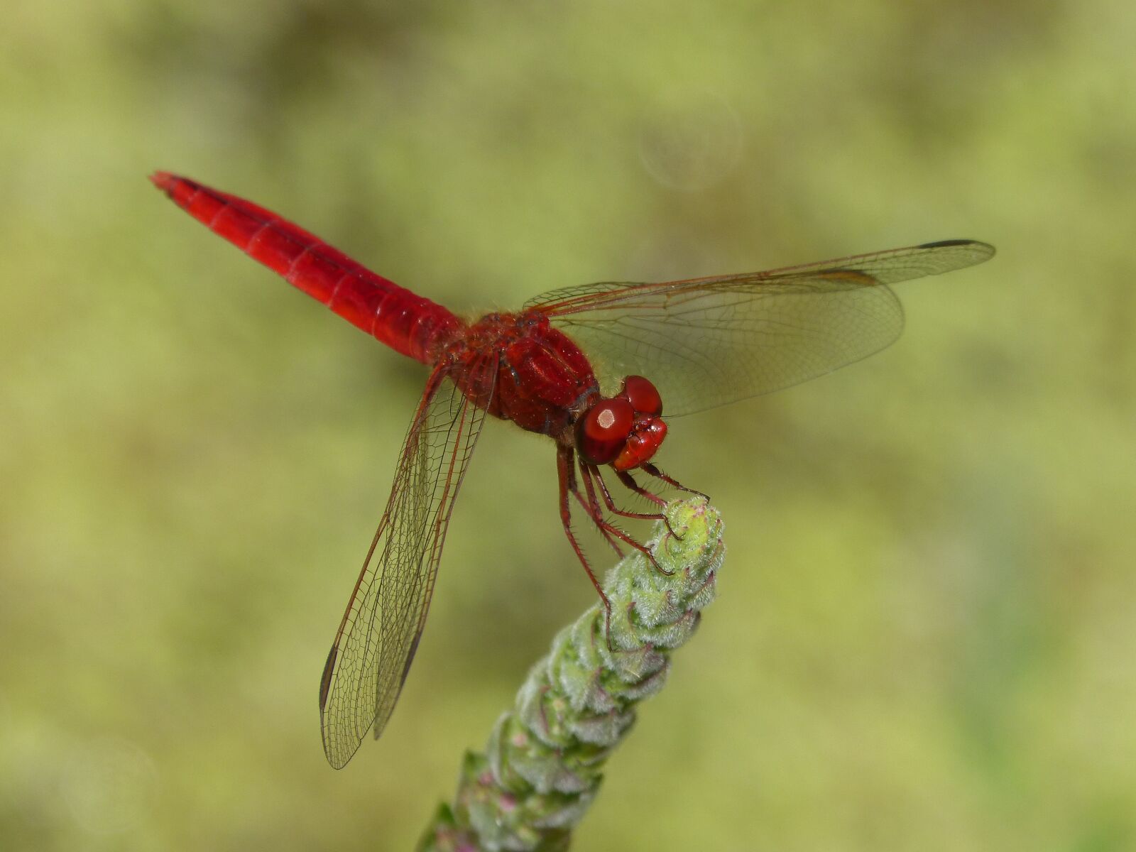 Panasonic DMC-FZ62 sample photo. Red dragonfly, wetland, stem photography