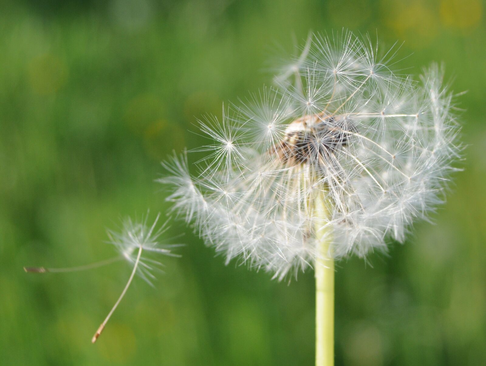 Nikon D300 sample photo. Dandelion, nature, pointed flower photography