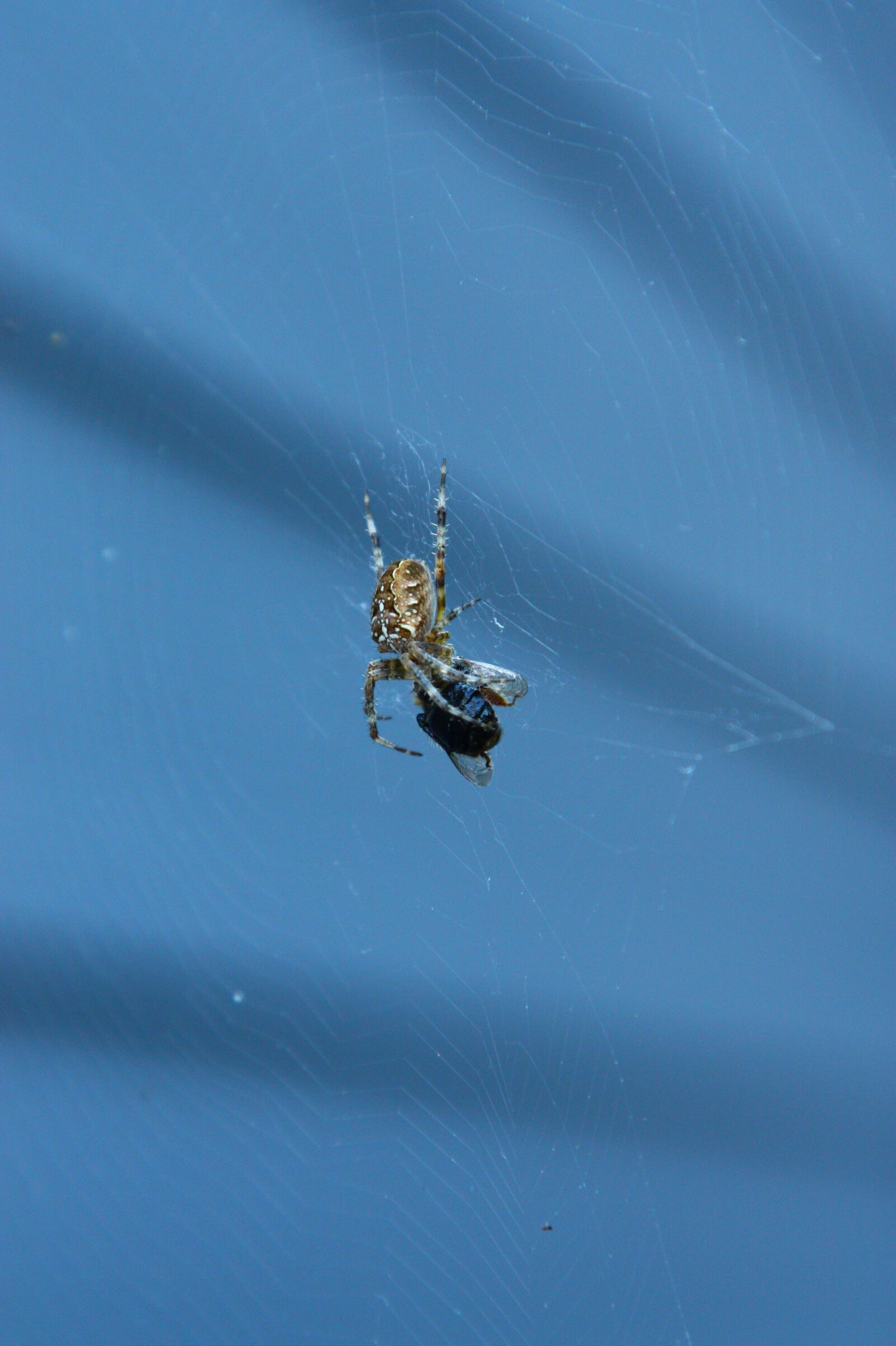 Canon EOS 450D (EOS Rebel XSi / EOS Kiss X2) sample photo. Spider, insects, arachnophobia photography