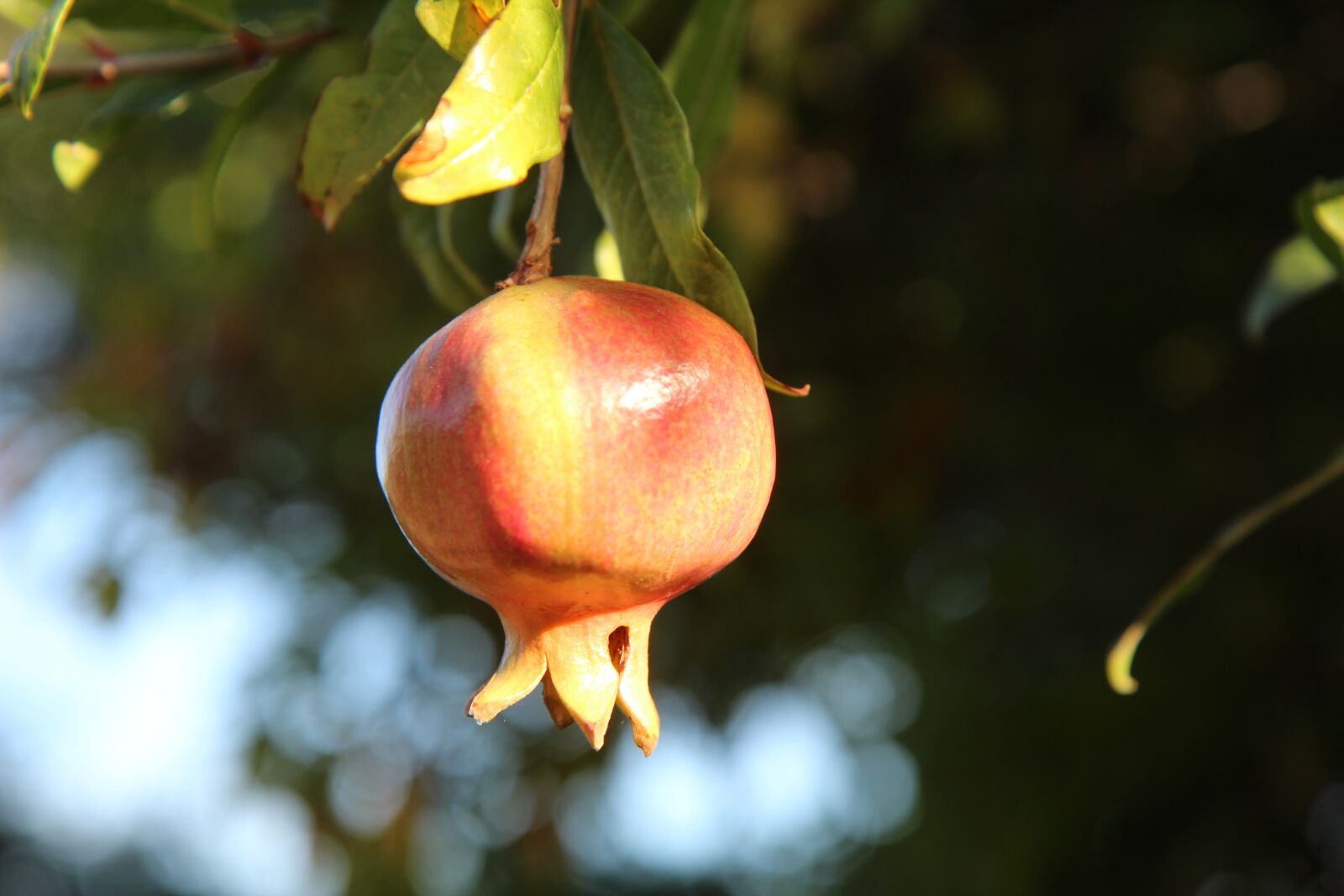 Canon EOS 600D (Rebel EOS T3i / EOS Kiss X5) sample photo. Grenade, pomegranate fruit, grenadier photography