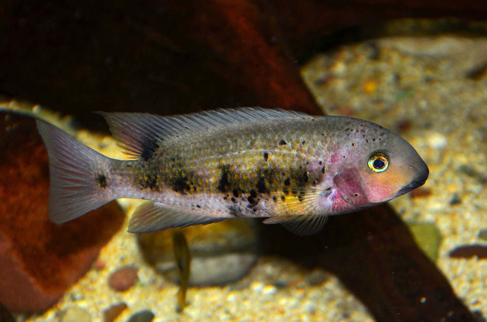 Nikon D5100 sample photo. Para neetroplus, bulleri, cichlids photography