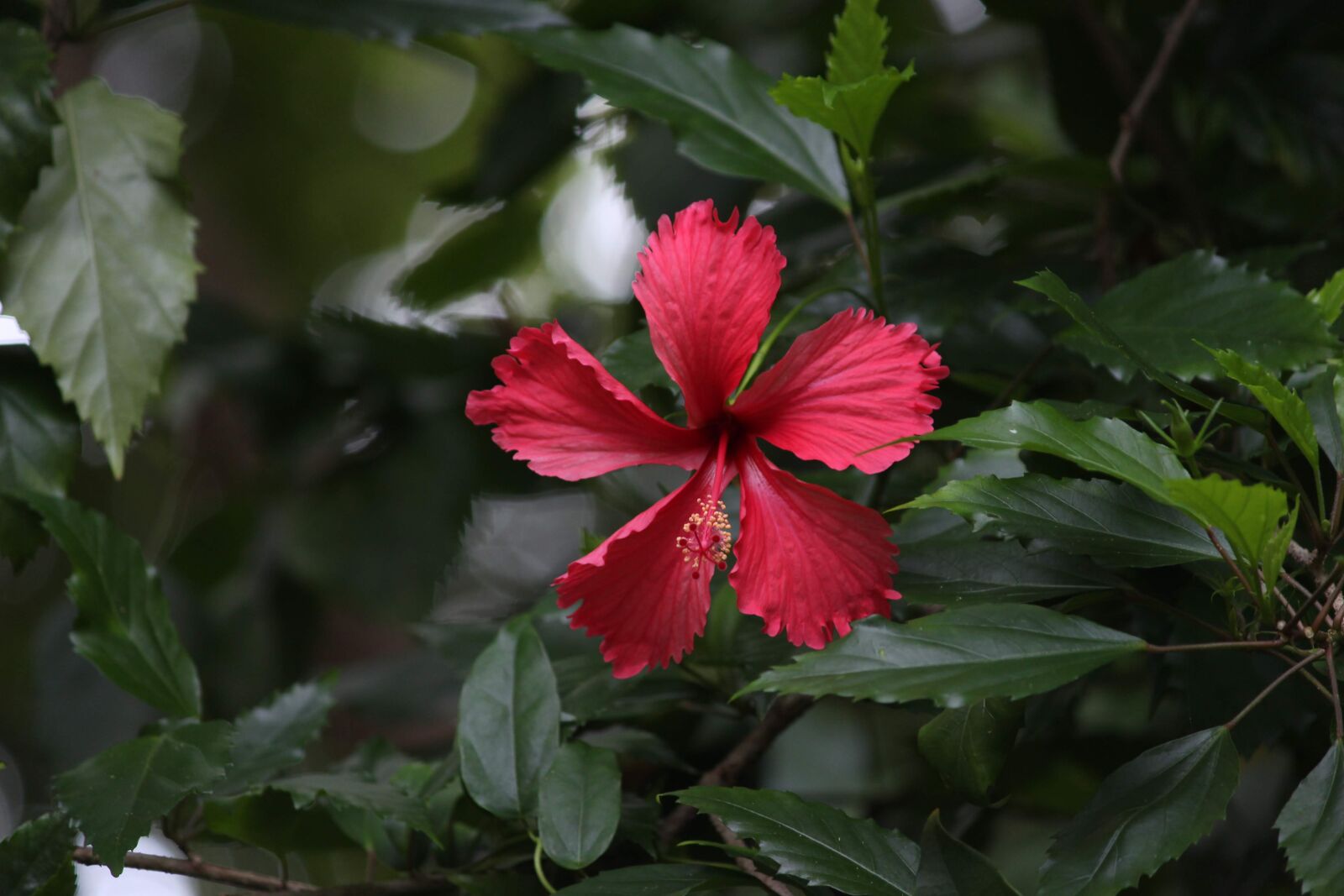 Canon EOS 700D (EOS Rebel T5i / EOS Kiss X7i) sample photo. Flower, nature, plant photography