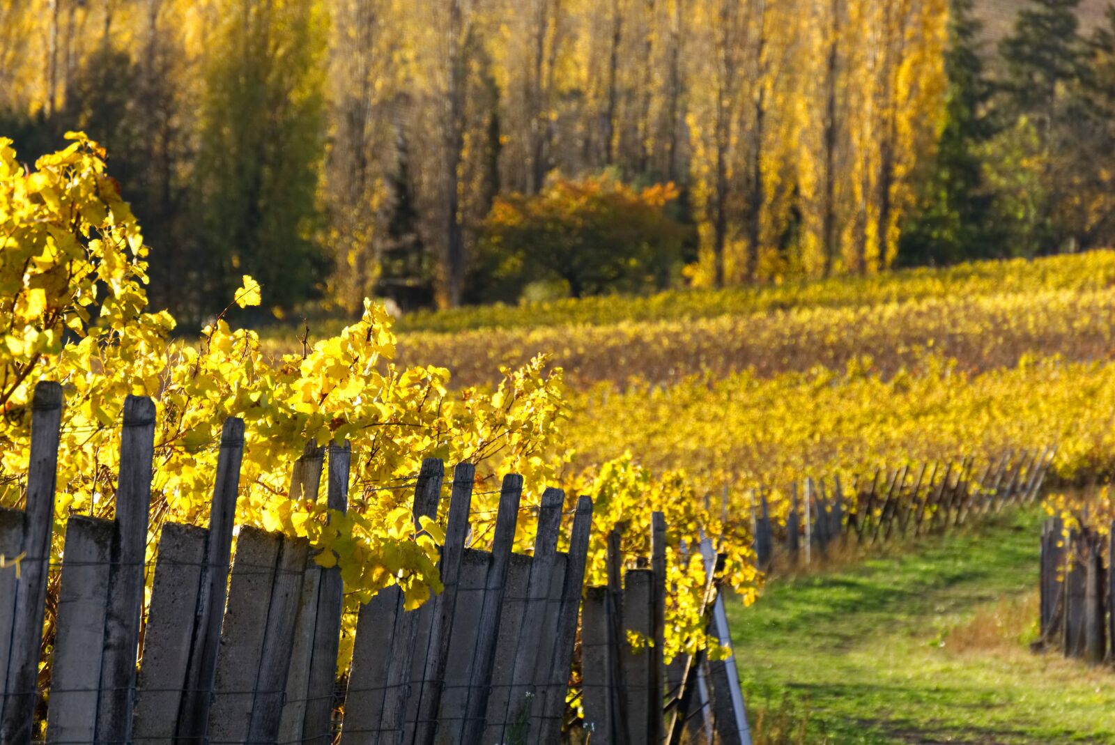 Sony a6000 sample photo. Vineyards, vines, vineyard photography