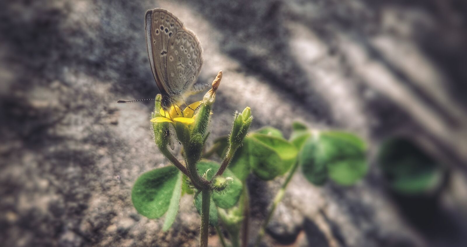 Xiaomi Redmi 4A sample photo. Nature, leaf, flora photography